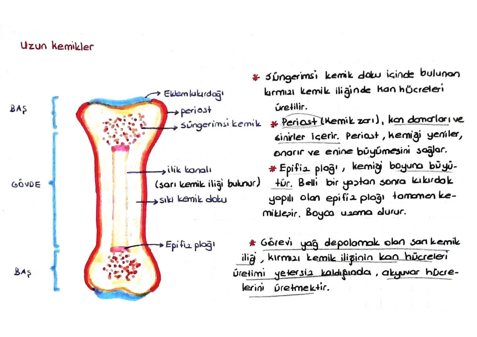 DESTEK VE HAREKET SİSTEMİ
(iskelet - Kas sistemi)
*Kıkırdak doku:
Kıkırdak hücresine = Kondrosit
denir.
=
Ara maddesinde bolmiktarda kondroi