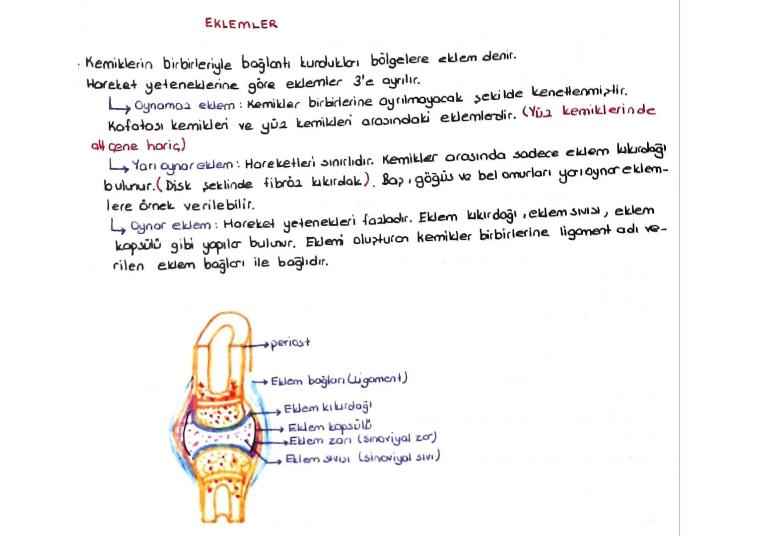 DESTEK VE HAREKET SİSTEMİ
(iskelet - Kas sistemi)
*Kıkırdak doku:
Kıkırdak hücresine = Kondrosit
denir.
=
Ara maddesinde bolmiktarda kondroi