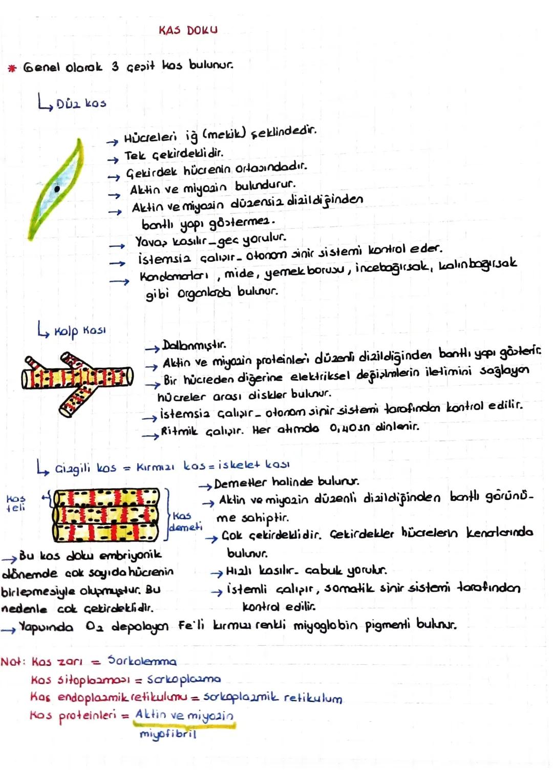 DESTEK VE HAREKET SİSTEMİ
(iskelet - Kas sistemi)
*Kıkırdak doku:
Kıkırdak hücresine = Kondrosit
denir.
=
Ara maddesinde bolmiktarda kondroi