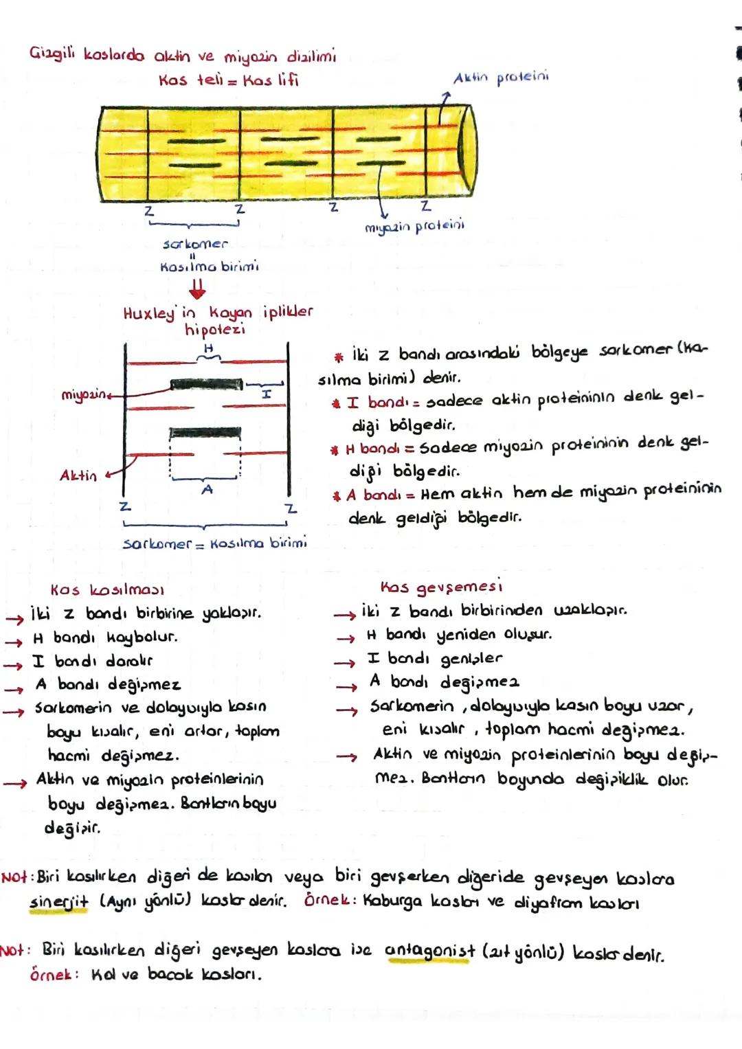 DESTEK VE HAREKET SİSTEMİ
(iskelet - Kas sistemi)
*Kıkırdak doku:
Kıkırdak hücresine = Kondrosit
denir.
=
Ara maddesinde bolmiktarda kondroi