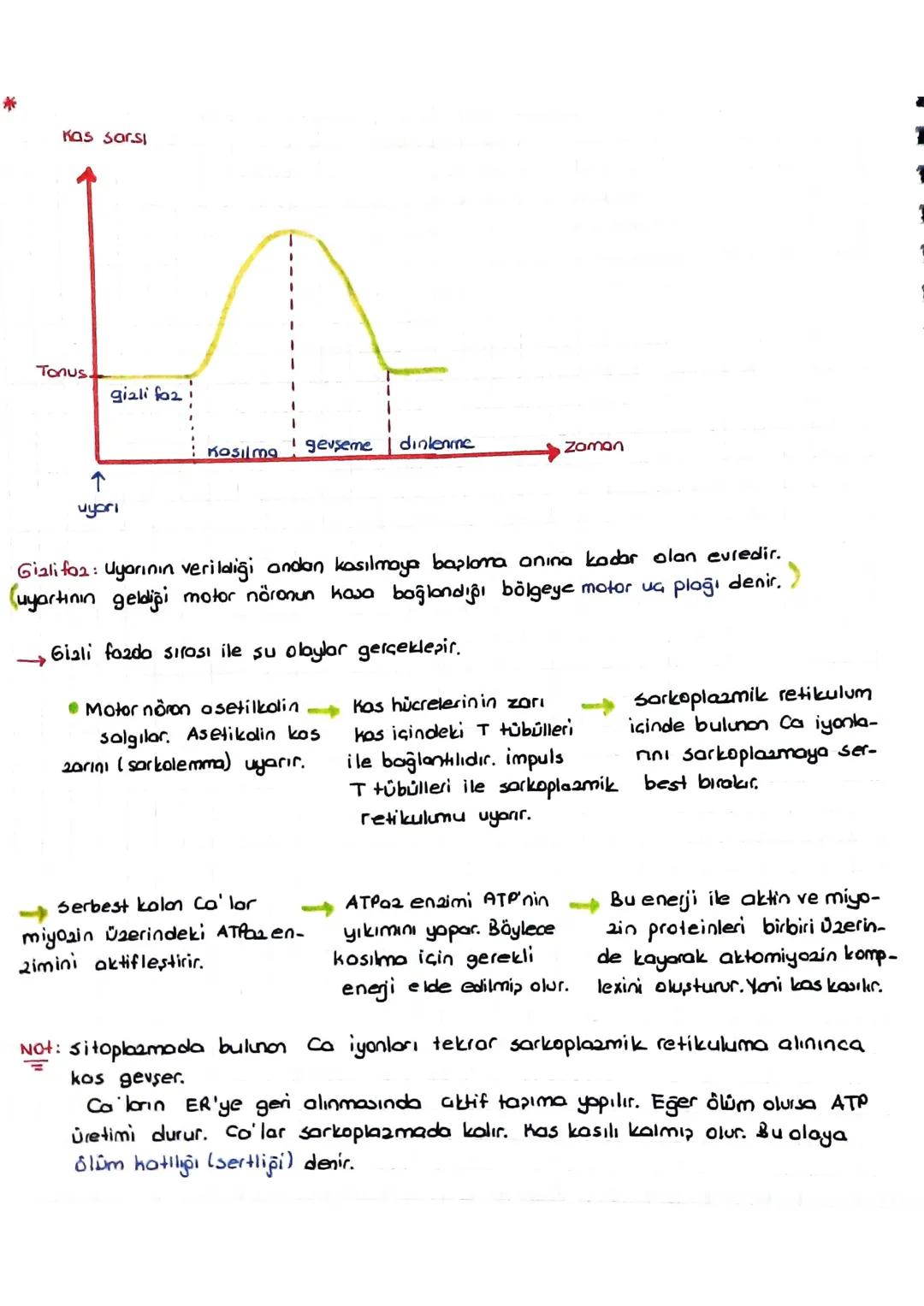 DESTEK VE HAREKET SİSTEMİ
(iskelet - Kas sistemi)
*Kıkırdak doku:
Kıkırdak hücresine = Kondrosit
denir.
=
Ara maddesinde bolmiktarda kondroi