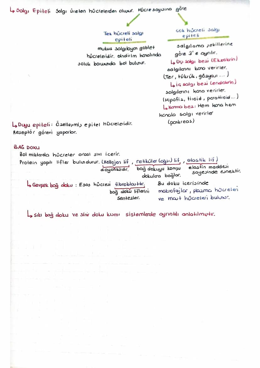 DOKULAR
* Belirli görevi yapmak üzere bir araya gelen benzer hücreler topluluğuna daku denir.
insanda dokular
Epitel doku
L&tü epiteli
Bog d