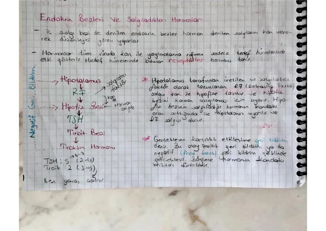ENDOKRİN BEZLER NOTLAR BİYOLOJİ 11 SINIF
