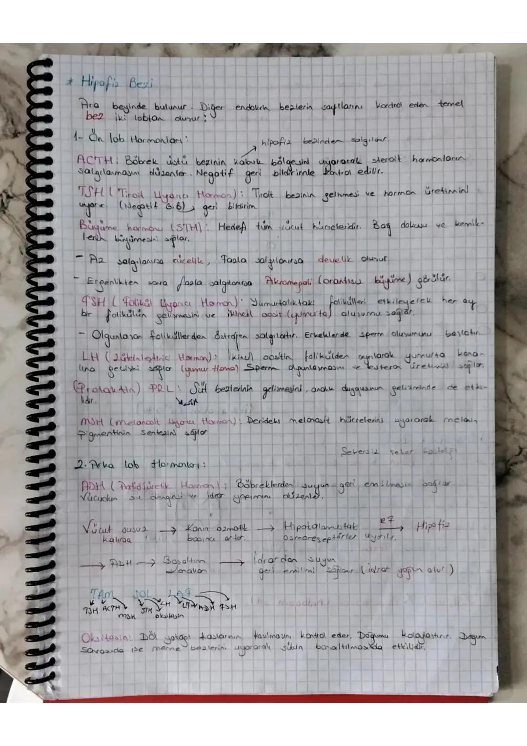 Negatif Geri Bildirim
-
Endokrin Bepleri ve Salgıladıkları Hormonlar
la
rek
salgi bezi de denilen endokrin bealer hormon
düzenleyici görev y