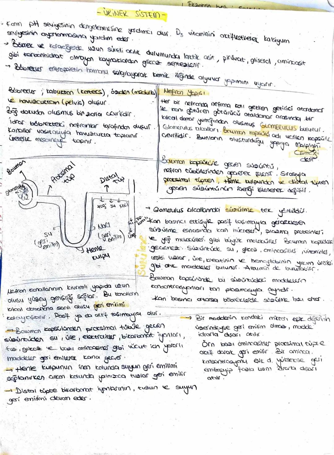 Polisakkaritler
(Nisosta, Glikoz)
Amilaz
↓
Küçük palisakkoritur
Mator
Polisalkkaritles
T
Pankreatik amilaz
↓
Maltaz ve diges
disakkortter
Di