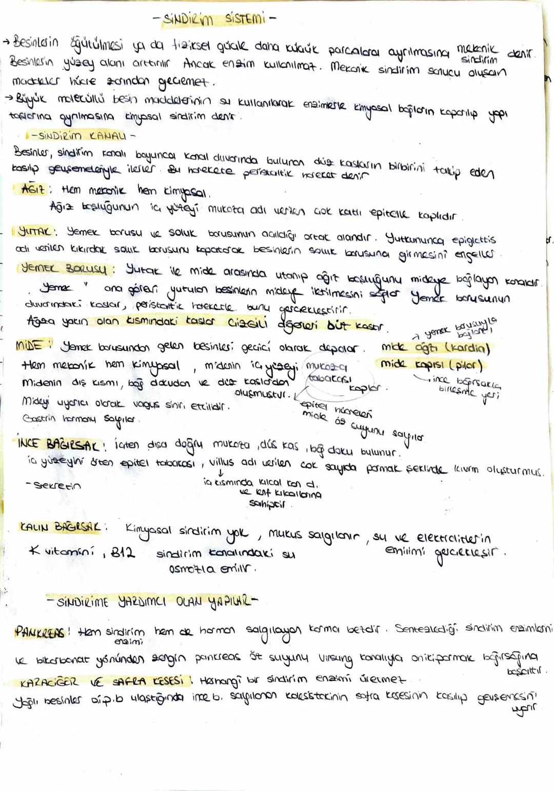 Polisakkaritler
(Nisosta, Glikoz)
Amilaz
↓
Küçük palisakkoritur
Mator
Polisalkkaritles
T
Pankreatik amilaz
↓
Maltaz ve diges
disakkortter
Di