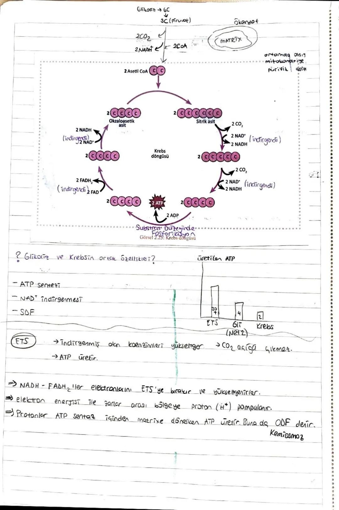 İşığa Bağımlı Reaksiyonlar

Tilakoit zarda gerçekleşir. (grone)

Işık, klorofil, ETS görev yapar.

NADP, ADP, P,, H₂O kullanılır.

ATP, NADP