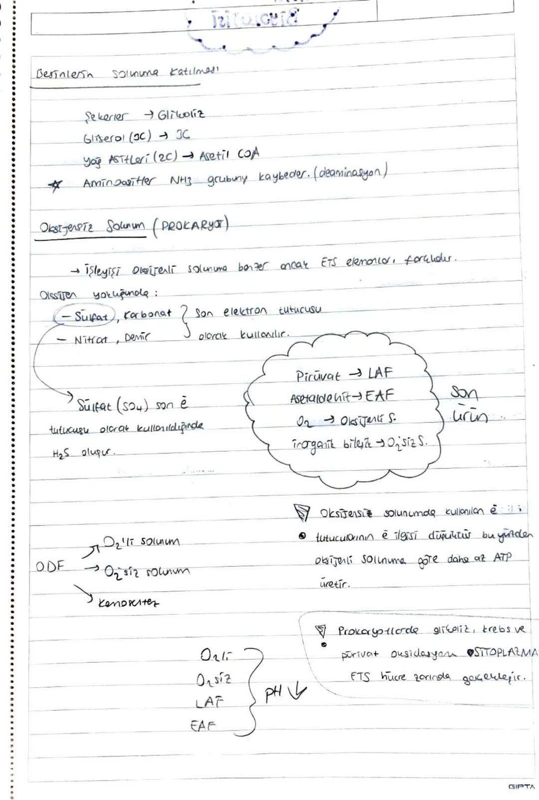 İşığa Bağımlı Reaksiyonlar

Tilakoit zarda gerçekleşir. (grone)

Işık, klorofil, ETS görev yapar.

NADP, ADP, P,, H₂O kullanılır.

ATP, NADP