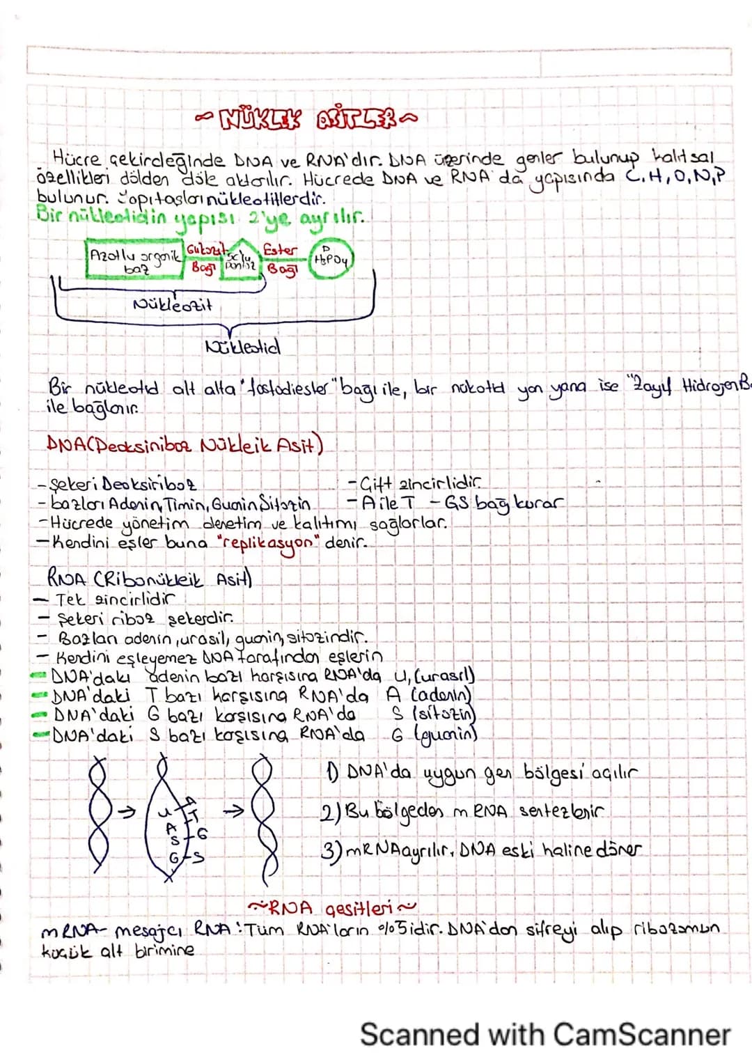 NÜKEY AFTER
Hücre çekirdeğinde DNA ve RNA'dir. DNA üzerinde genler bulunup halit sal
ozellikleri dölden döke aktarılır. Hücrede DNA ve RNA d