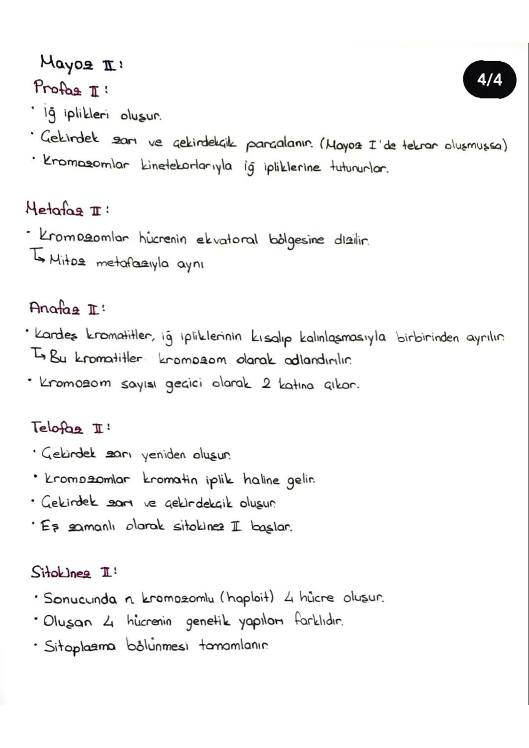 Mayoz
• Amaç, kromosom sayısını yarıya düşürerek eşeyli üreme sonucunda türlerin
.
nesiller boyunca kromozom sayısını sabit tutmaktır.
• May