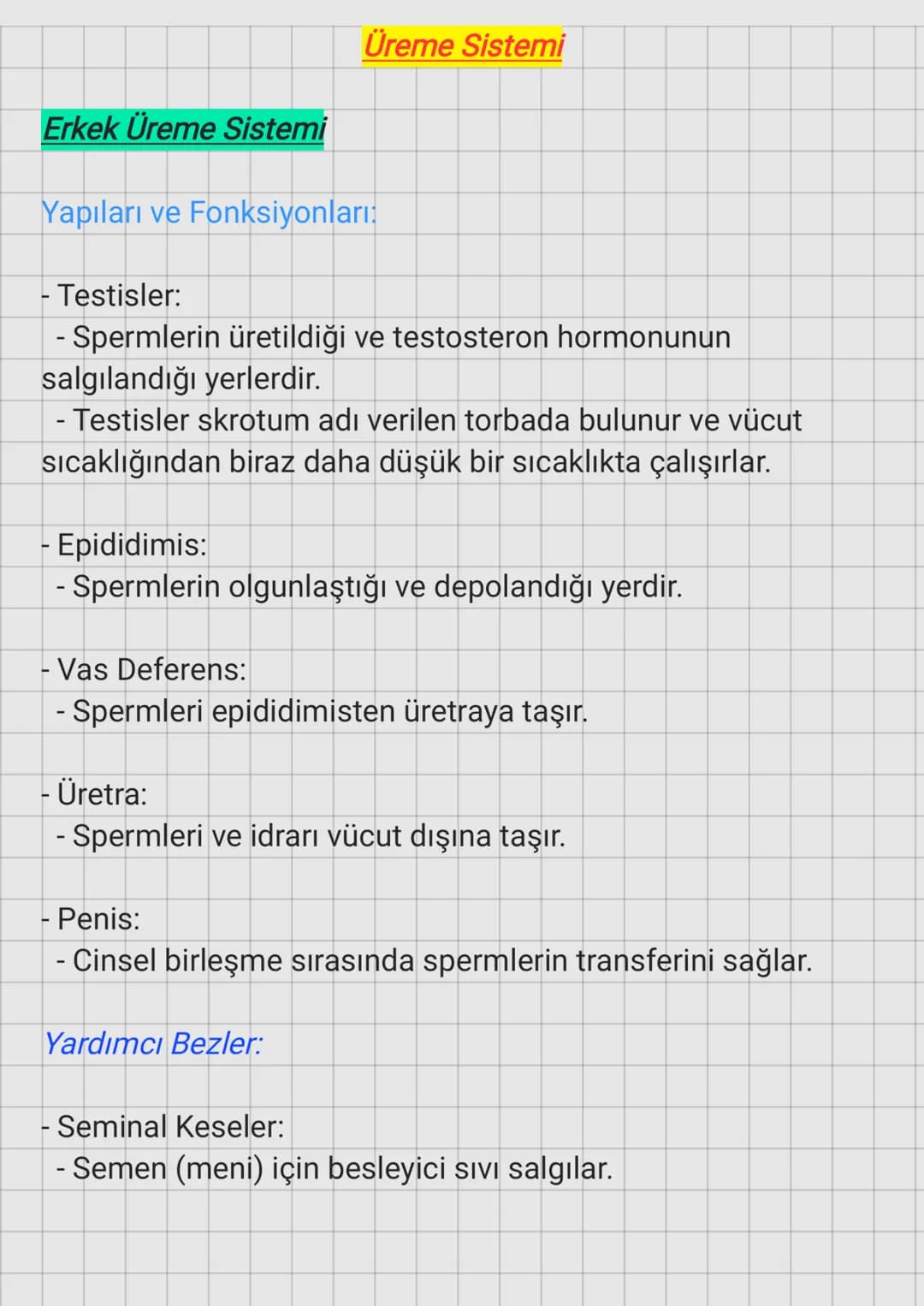 Erkek Üreme Sistemi
Yapıları ve Fonksiyonları:
- Testisler:
Üreme Sistemi
- Spermlerin üretildiği ve testosteron hormonunun
salgılandığı yer