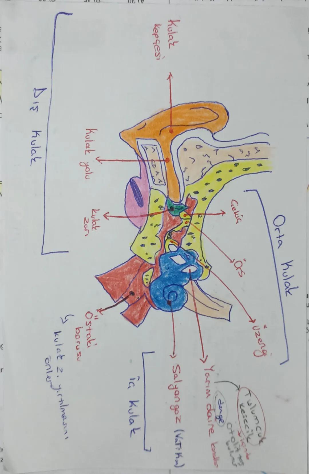 Kolak
Kepçesi
Çekiç
Orta Kulak
Ors
uzengi
Tulumcuk
Kesecil
denge
Liginde
Otolit ta
bular
Yarım daire kanallar
Salyangoz (Vat: Ko.)
ia kulak
