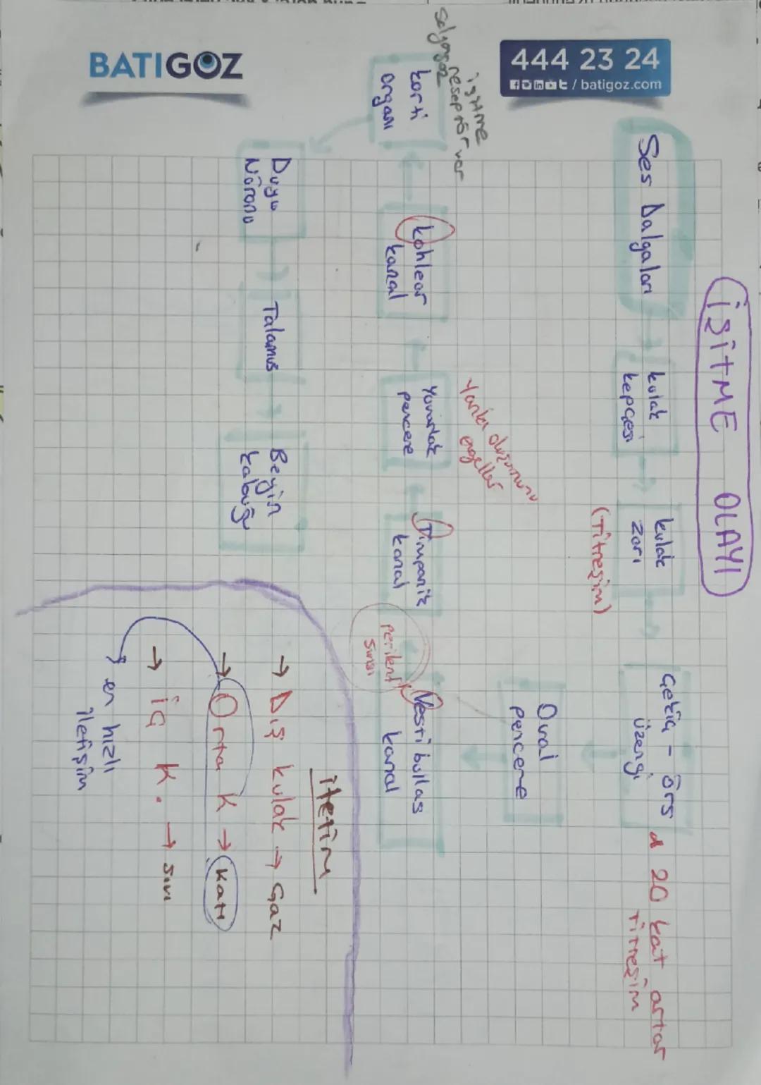 Kolak
Kepçesi
Çekiç
Orta Kulak
Ors
uzengi
Tulumcuk
Kesecil
denge
Liginde
Otolit ta
bular
Yarım daire kanallar
Salyangoz (Vat: Ko.)
ia kulak
