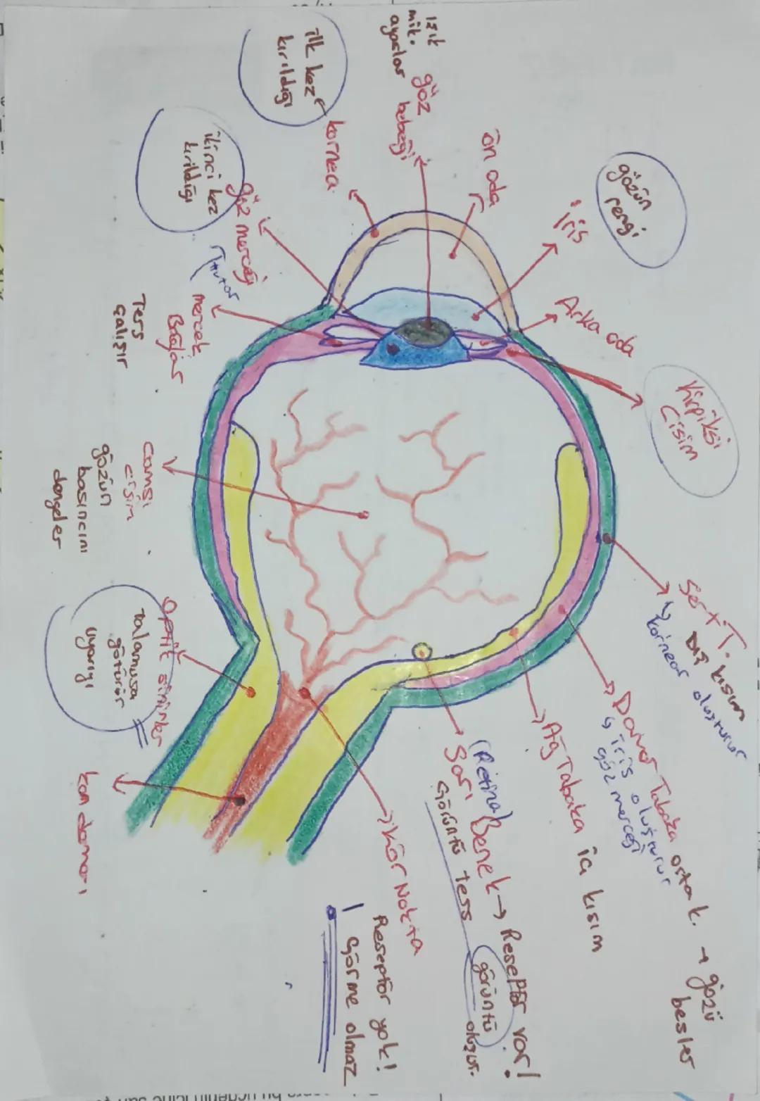 Kolak
Kepçesi
Çekiç
Orta Kulak
Ors
uzengi
Tulumcuk
Kesecil
denge
Liginde
Otolit ta
bular
Yarım daire kanallar
Salyangoz (Vat: Ko.)
ia kulak
