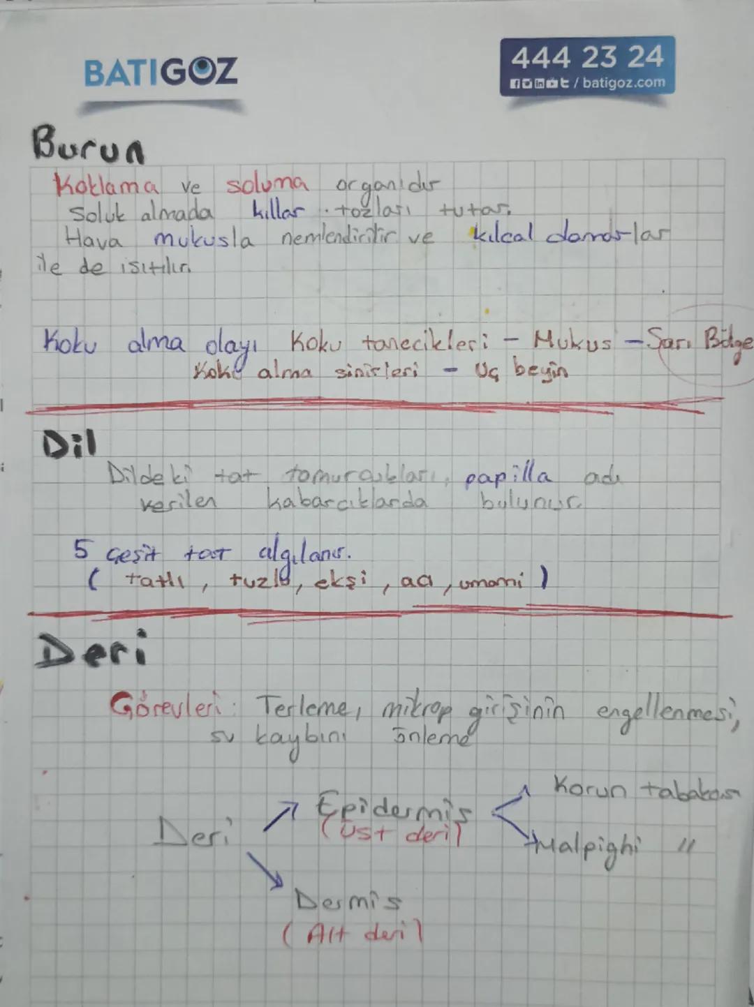 Kolak
Kepçesi
Çekiç
Orta Kulak
Ors
uzengi
Tulumcuk
Kesecil
denge
Liginde
Otolit ta
bular
Yarım daire kanallar
Salyangoz (Vat: Ko.)
ia kulak
