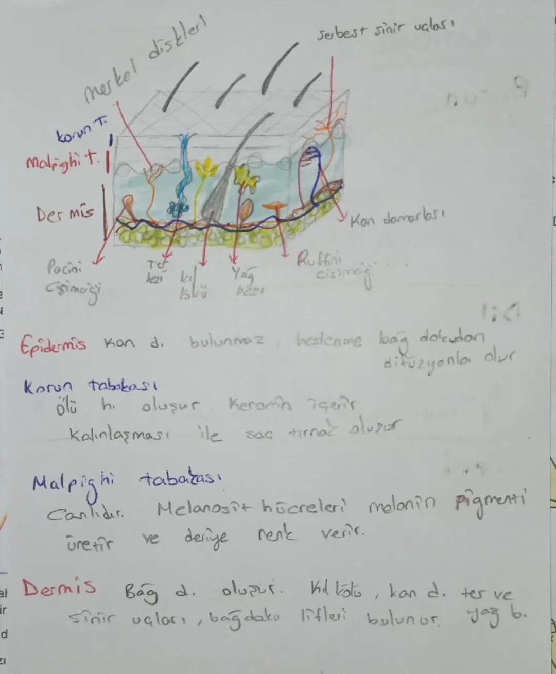 Kolak
Kepçesi
Çekiç
Orta Kulak
Ors
uzengi
Tulumcuk
Kesecil
denge
Liginde
Otolit ta
bular
Yarım daire kanallar
Salyangoz (Vat: Ko.)
ia kulak
