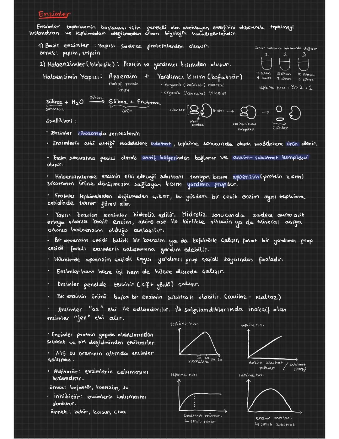 9.Sınıf Biyoloji Enzimler