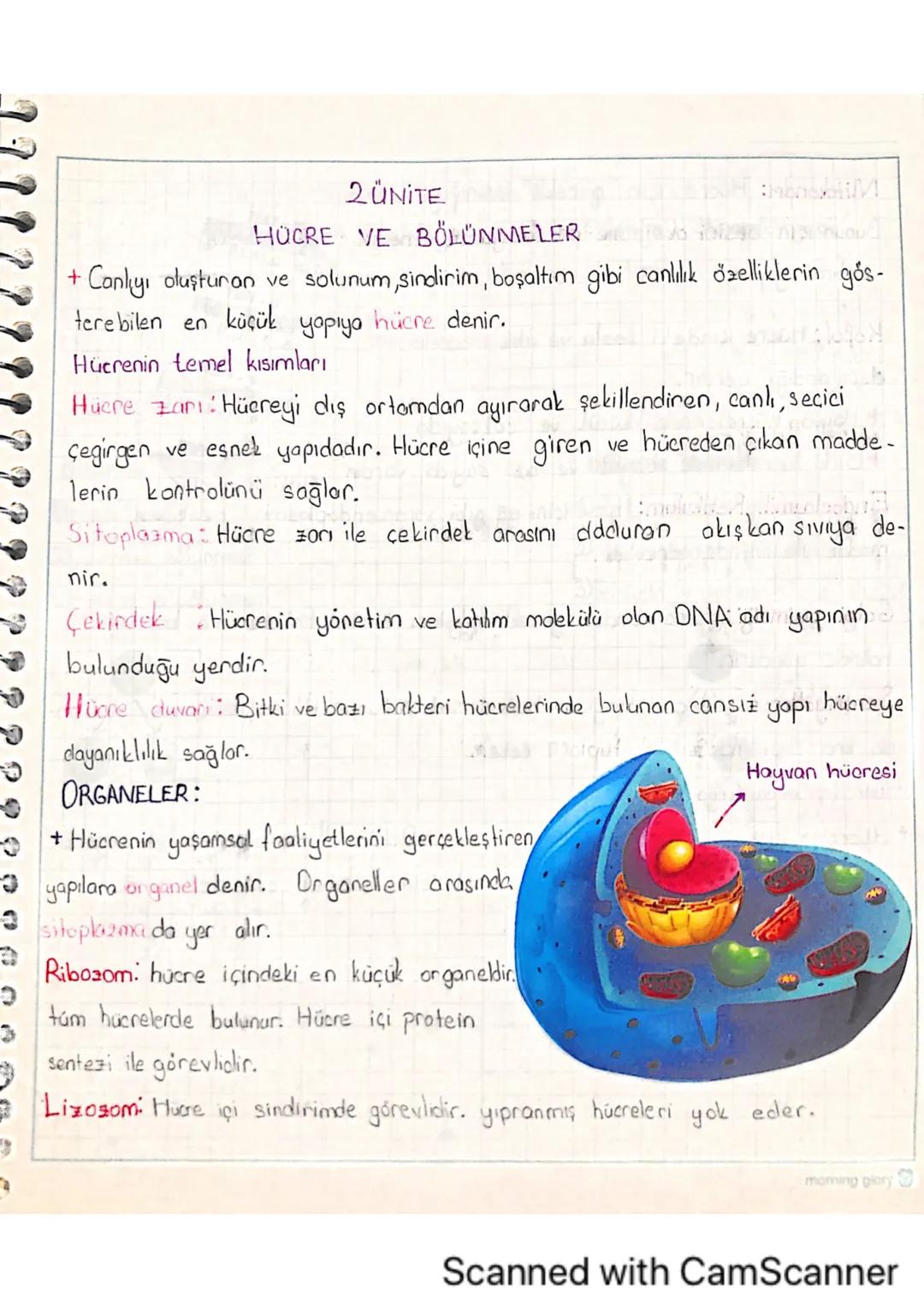 2ÜNITE
HÜCRE VE BÖLÜNMELER
+ Canlıyı oluşturan ve solunum, sindirim, boşaltım gibi canlılık özelliklerin gös-
terebilen en
küçük
yapıya
hücr