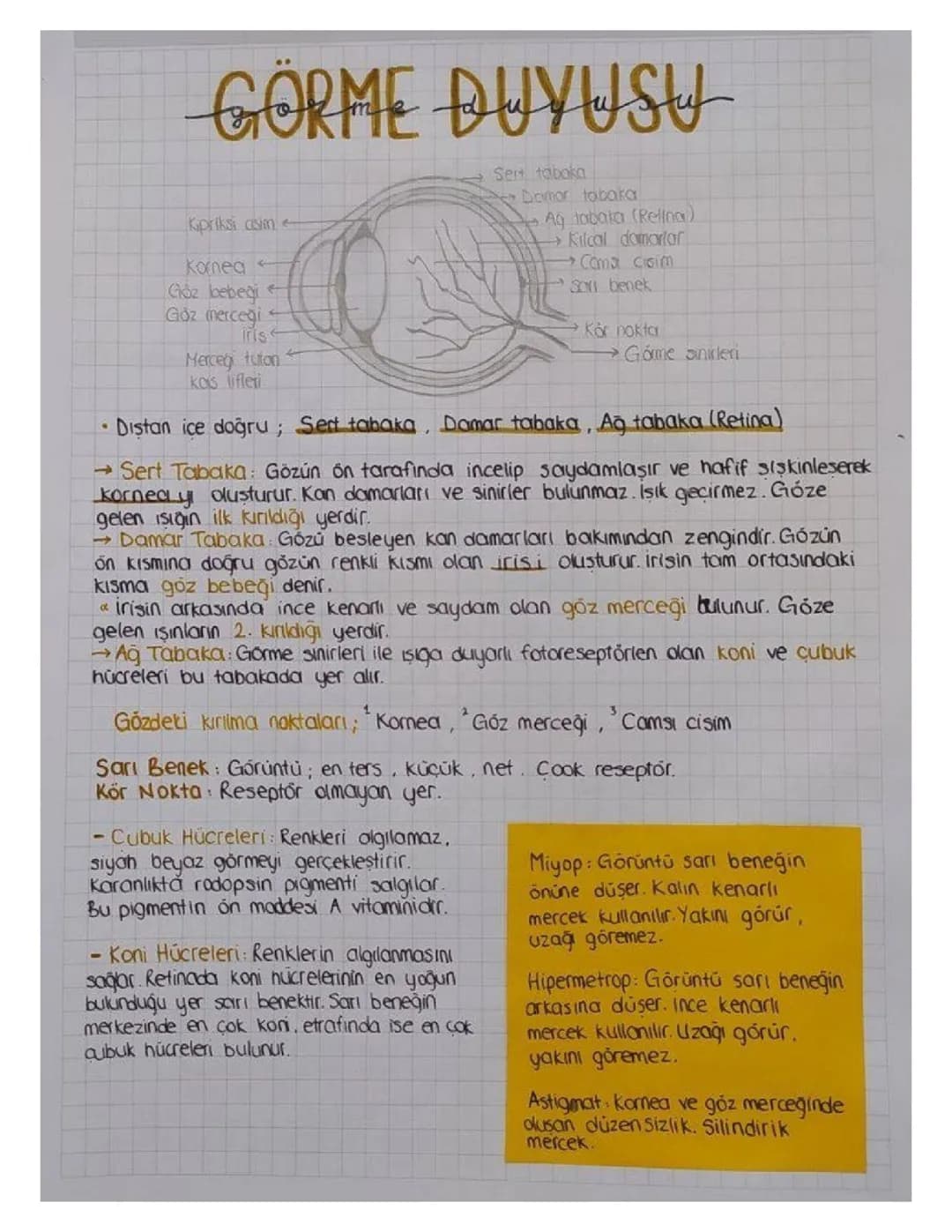11. Sınıf Biyoloji Duyu Organları ve Göz - Özet PDF
