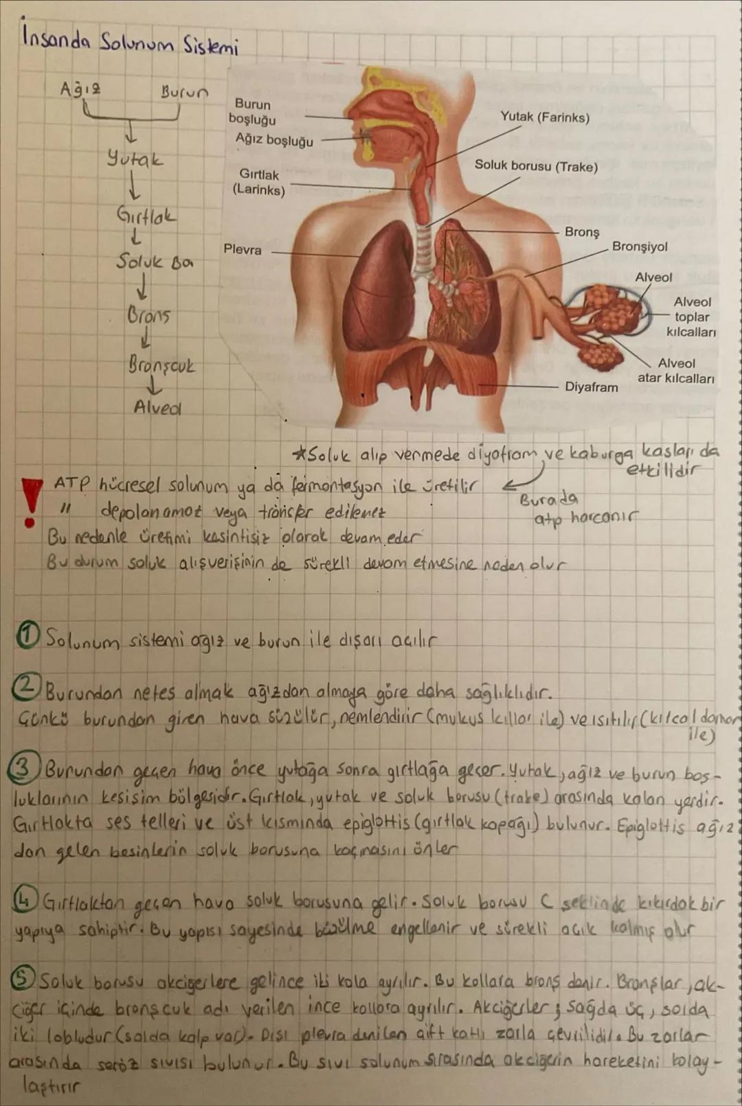 •
0
Aşı
•Aktif bağışıklık sağlar
Sağlıklıyken yapılır
koruyucudur
• uzun süreli bağışıklık
sağlar
.
Serum
•Pasit bağışıklık sağlar
·Hastayke