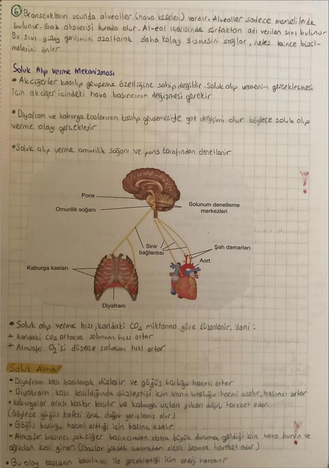 •
0
Aşı
•Aktif bağışıklık sağlar
Sağlıklıyken yapılır
koruyucudur
• uzun süreli bağışıklık
sağlar
.
Serum
•Pasit bağışıklık sağlar
·Hastayke