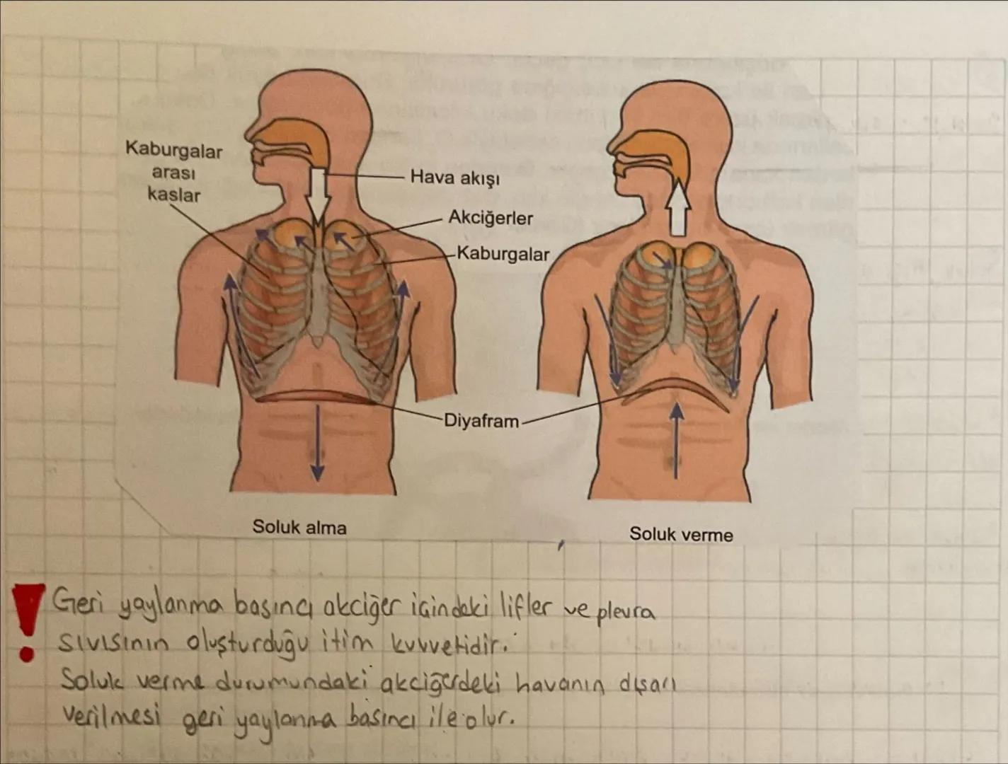 •
0
Aşı
•Aktif bağışıklık sağlar
Sağlıklıyken yapılır
koruyucudur
• uzun süreli bağışıklık
sağlar
.
Serum
•Pasit bağışıklık sağlar
·Hastayke