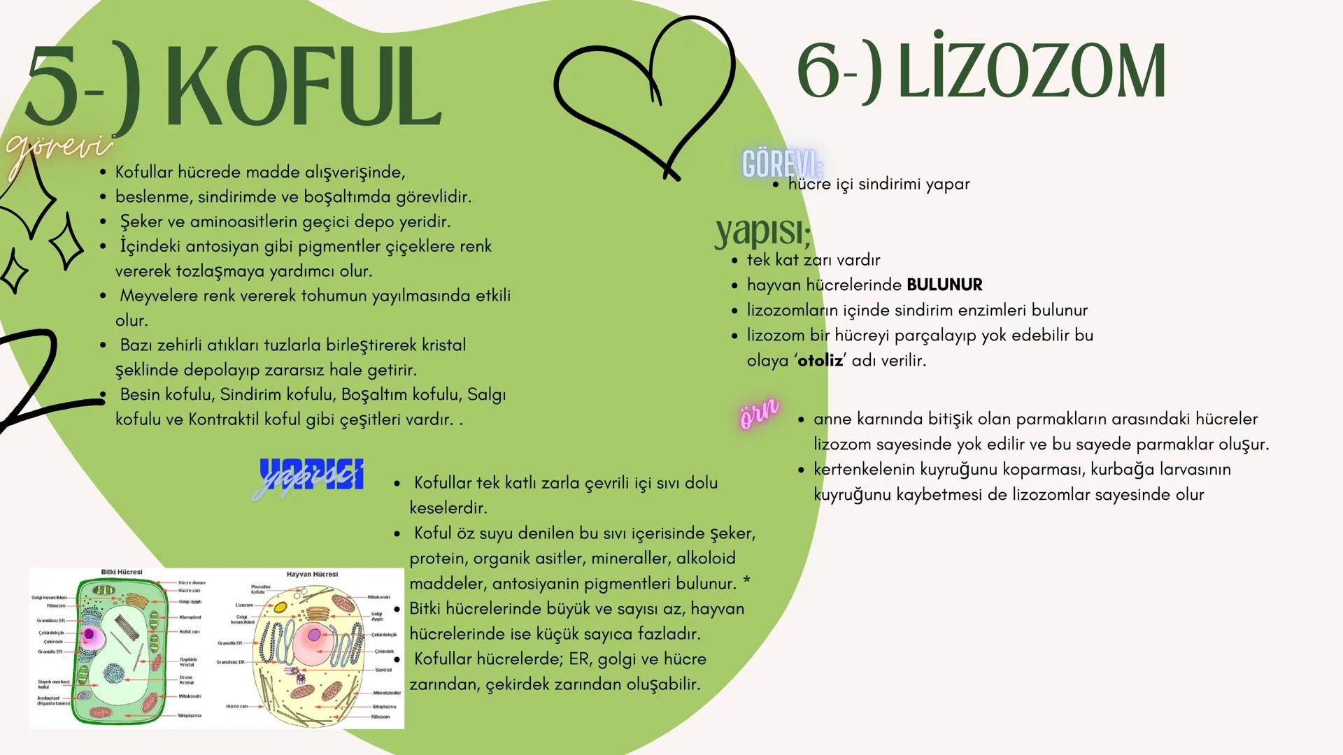 biology

Biyoloji
KONU ANLATIMI

(SINAVA HAZIRLIK) 2. ÜNİTE HÜCRE
,
NOT:
ilk mikroskop 16. yy'da
Zacharias Janssen
tarafından bulunmuştur.

