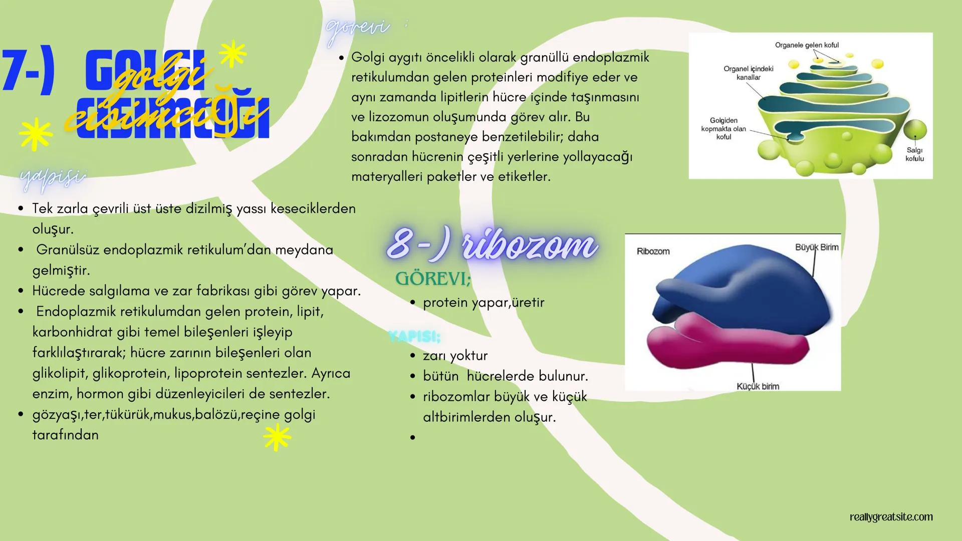 biology

Biyoloji
KONU ANLATIMI

(SINAVA HAZIRLIK) 2. ÜNİTE HÜCRE
,
NOT:
ilk mikroskop 16. yy'da
Zacharias Janssen
tarafından bulunmuştur.

