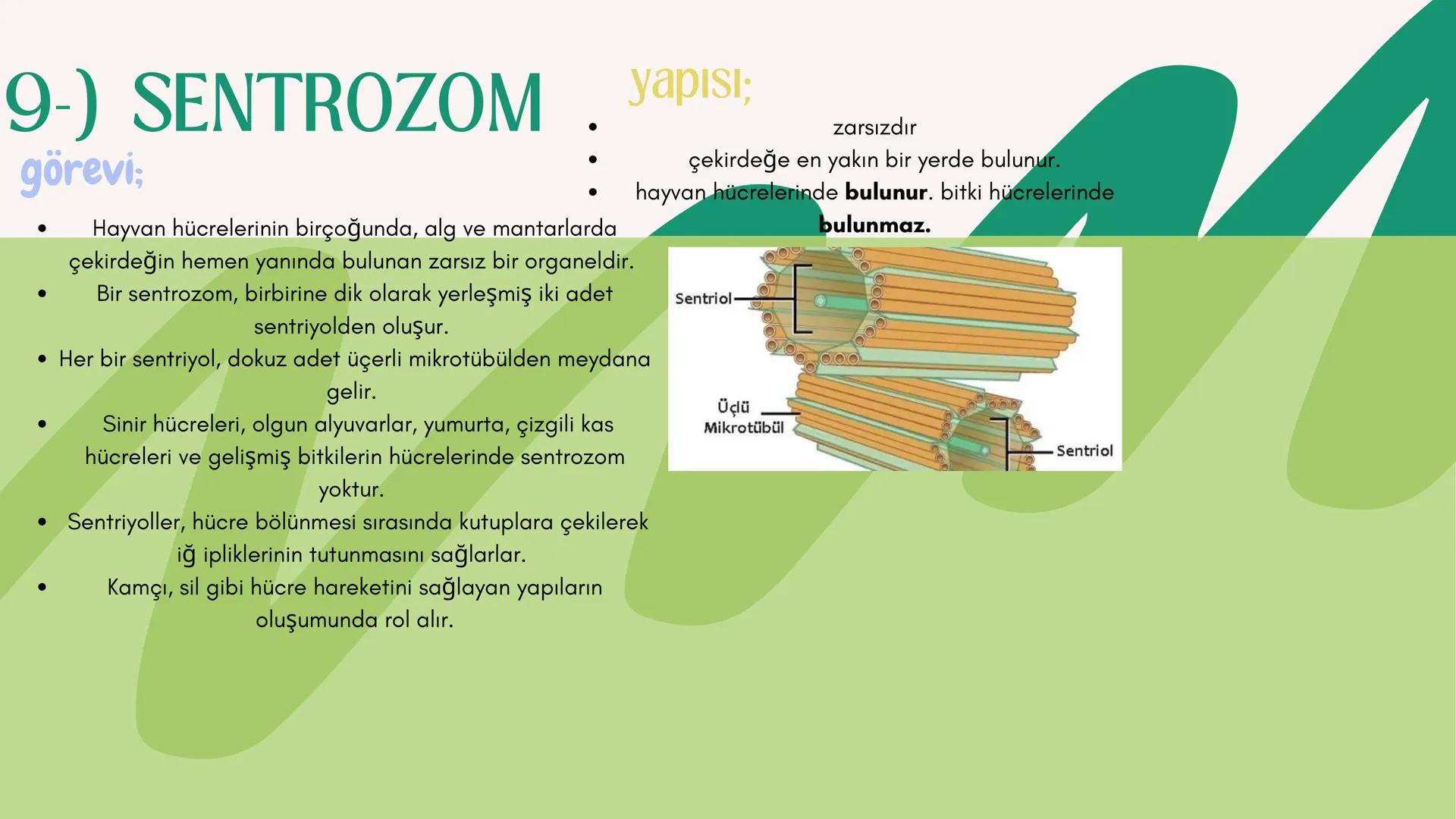 3
biology
Biyoloji
KONU ANLATIMI
(SINAVA HAZIRLIK)
mm 2. ÜNİTE HÜCRE
NOT:
ilk mikroskop 16. yy'da
Zacharias Janssen
tarafından bulunmuştur.
