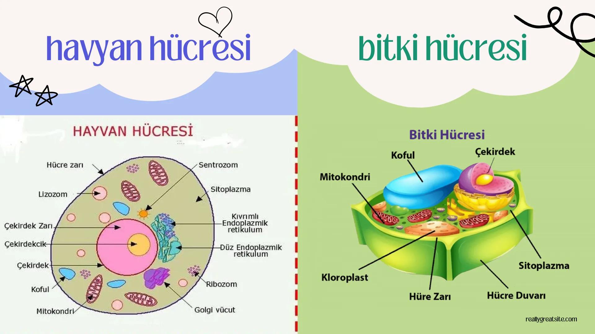 3
biology
Biyoloji
KONU ANLATIMI
(SINAVA HAZIRLIK)
mm 2. ÜNİTE HÜCRE
NOT:
ilk mikroskop 16. yy'da
Zacharias Janssen
tarafından bulunmuştur.
