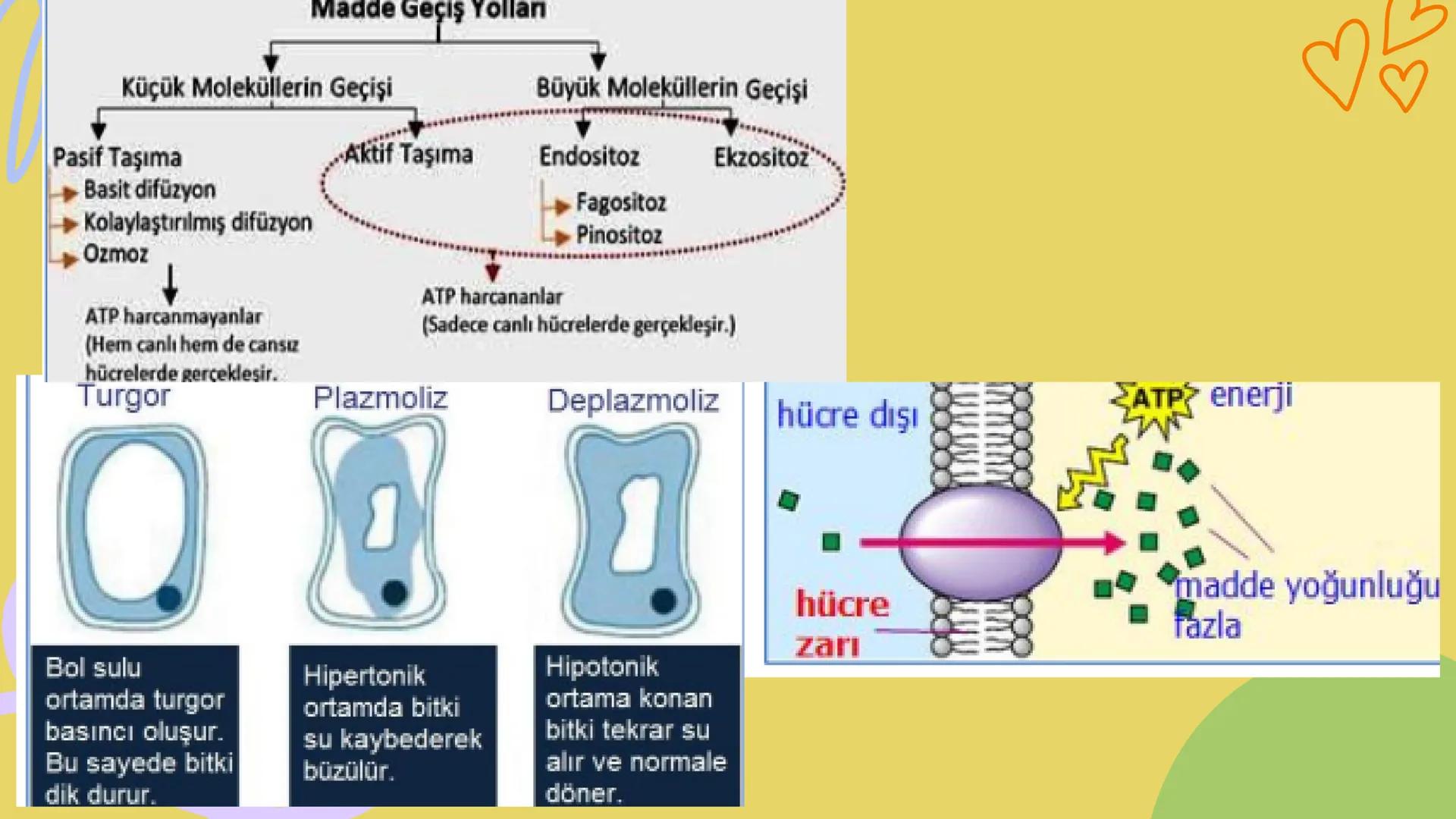 3
biology
Biyoloji
KONU ANLATIMI
(SINAVA HAZIRLIK)
mm 2. ÜNİTE HÜCRE
NOT:
ilk mikroskop 16. yy'da
Zacharias Janssen
tarafından bulunmuştur.
