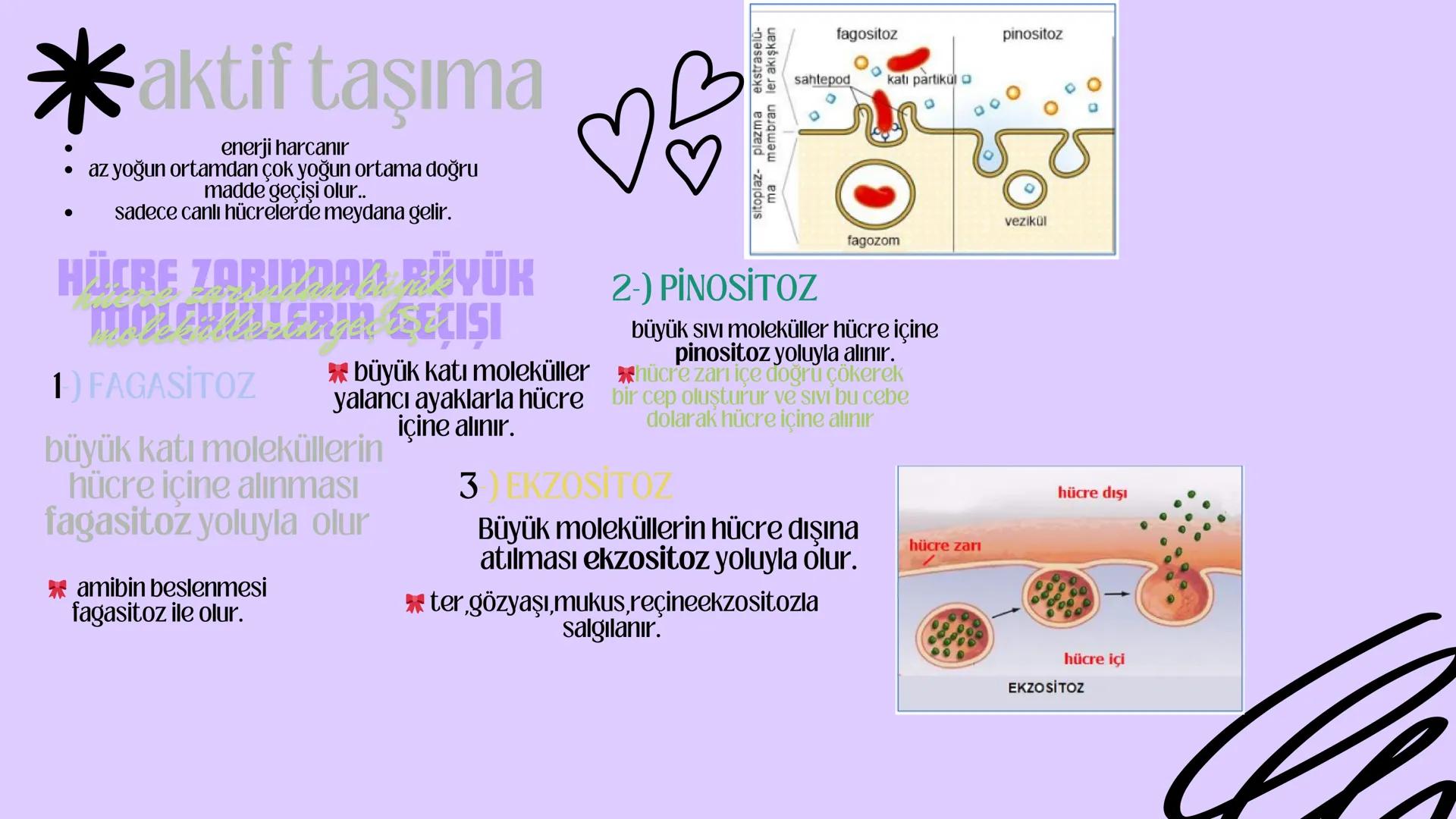 3
biology
Biyoloji
KONU ANLATIMI
(SINAVA HAZIRLIK)
mm 2. ÜNİTE HÜCRE
NOT:
ilk mikroskop 16. yy'da
Zacharias Janssen
tarafından bulunmuştur.
