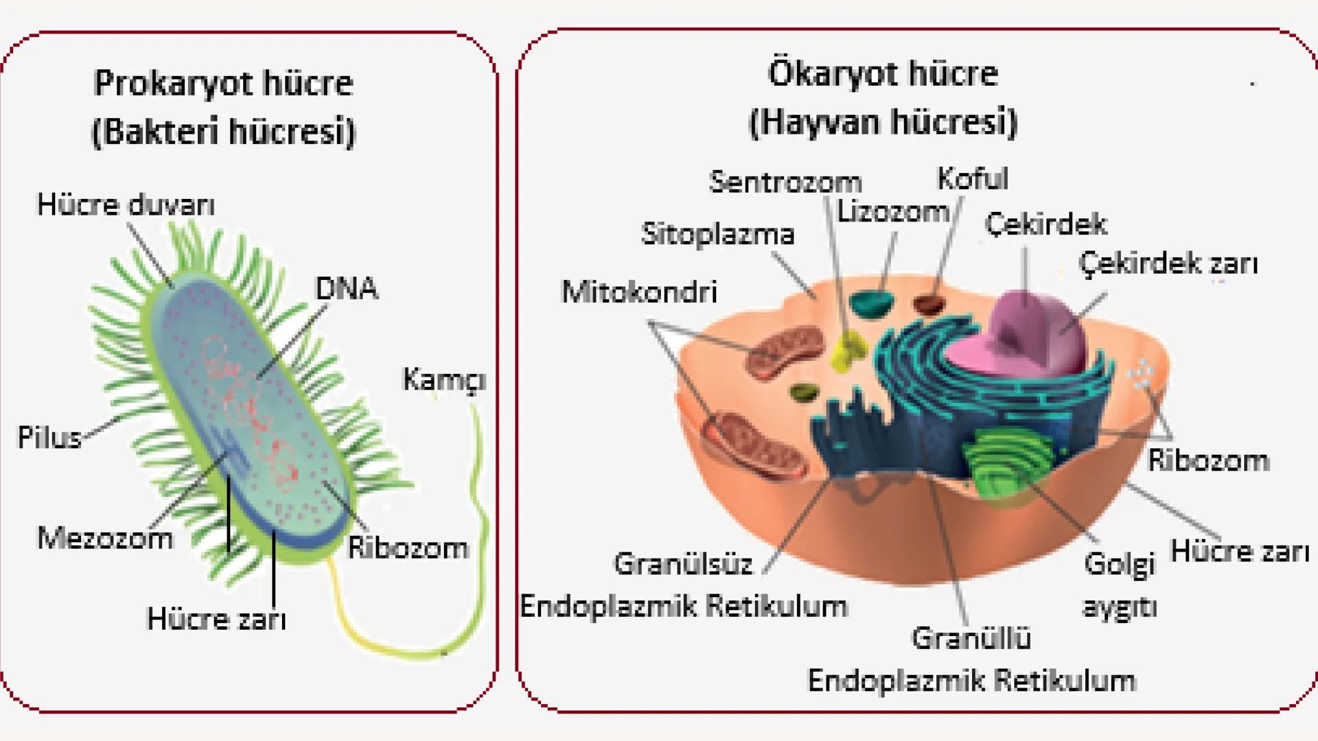 3
biology
Biyoloji
KONU ANLATIMI
(SINAVA HAZIRLIK)
mm 2. ÜNİTE HÜCRE
NOT:
ilk mikroskop 16. yy'da
Zacharias Janssen
tarafından bulunmuştur.
