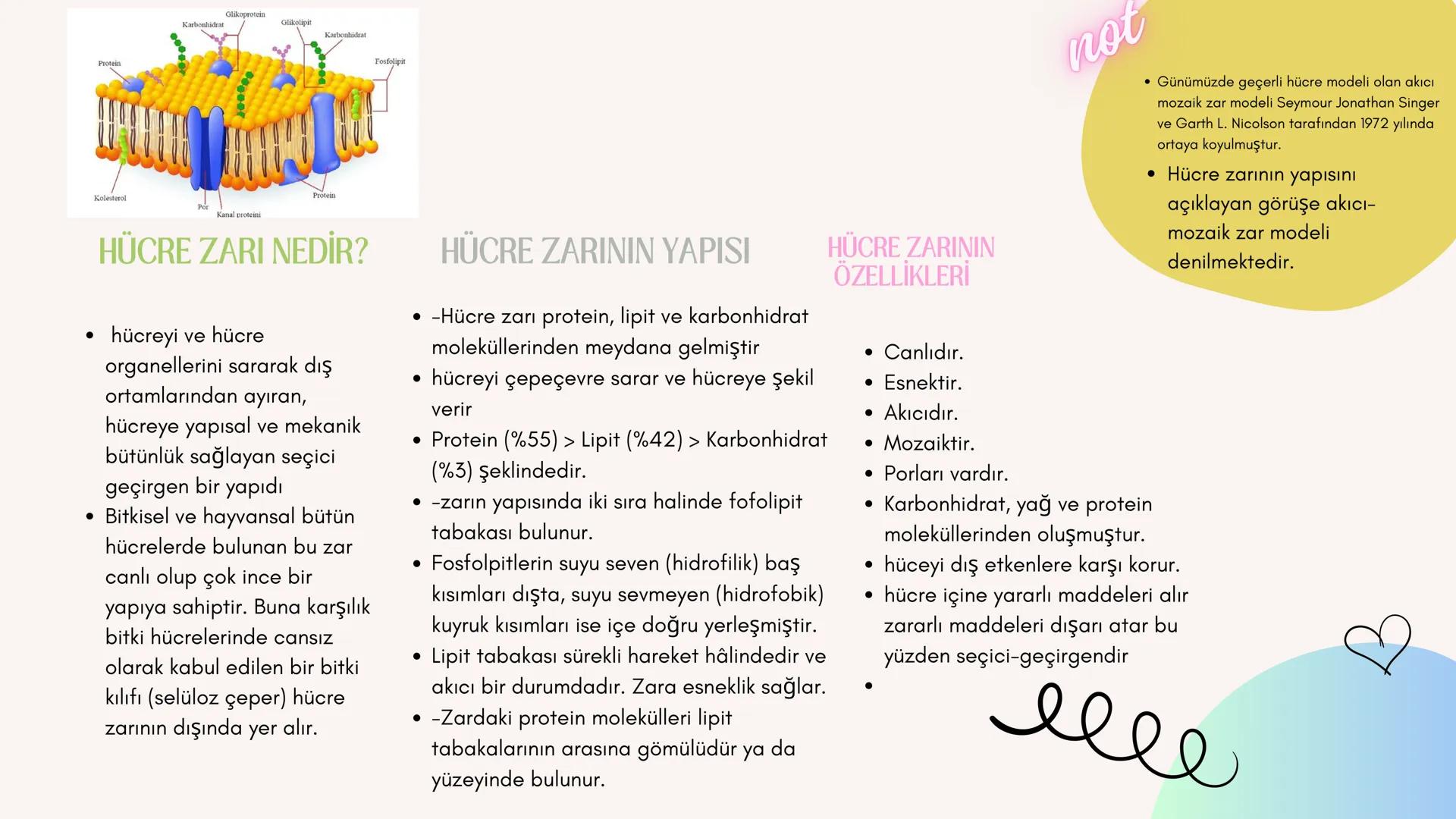 biology

Biyoloji
KONU ANLATIMI

(SINAVA HAZIRLIK) 2. ÜNİTE HÜCRE
,
NOT:
ilk mikroskop 16. yy'da
Zacharias Janssen
tarafından bulunmuştur.

