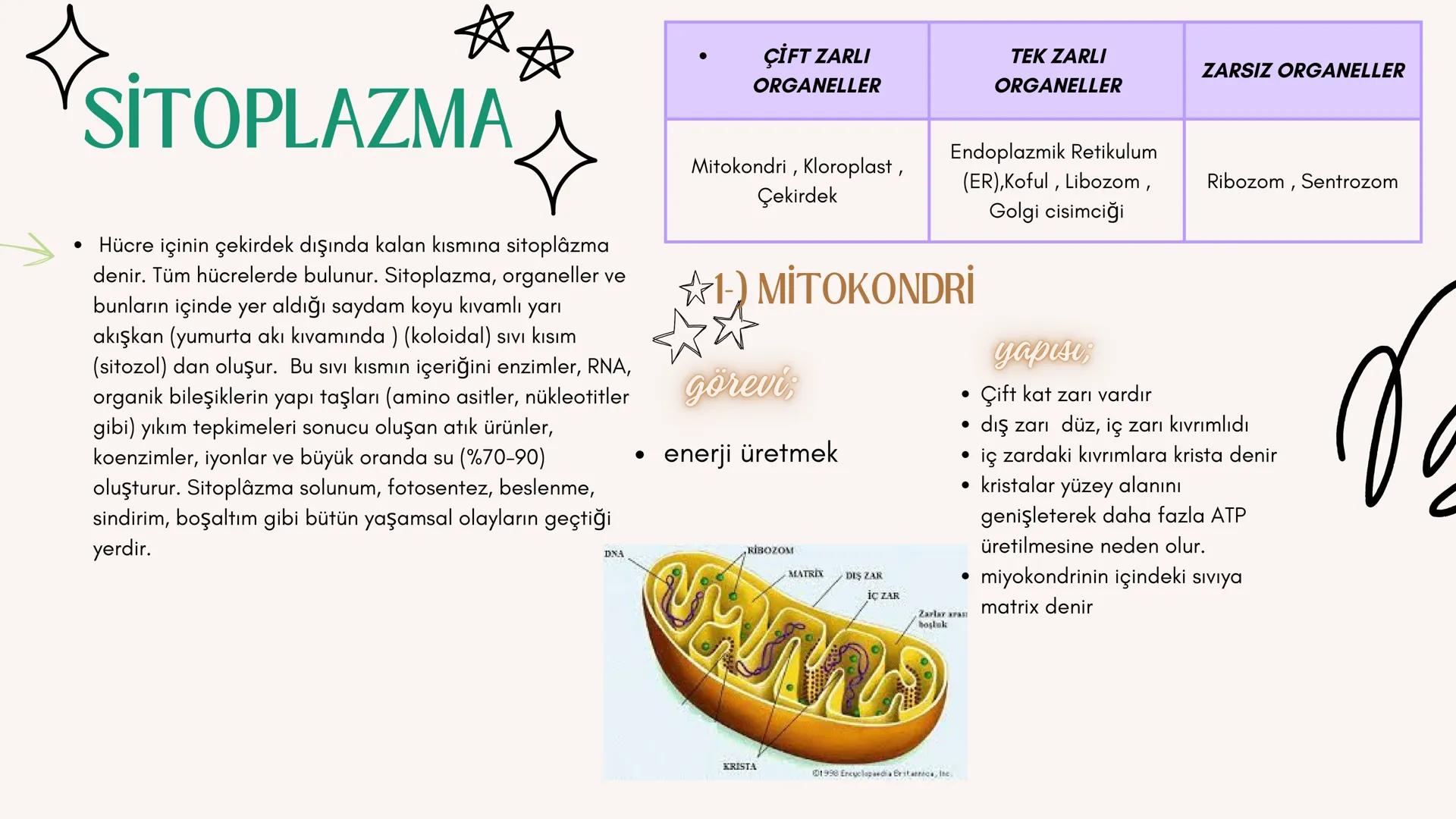 3
biology
Biyoloji
KONU ANLATIMI
(SINAVA HAZIRLIK)
mm 2. ÜNİTE HÜCRE
NOT:
ilk mikroskop 16. yy'da
Zacharias Janssen
tarafından bulunmuştur.
