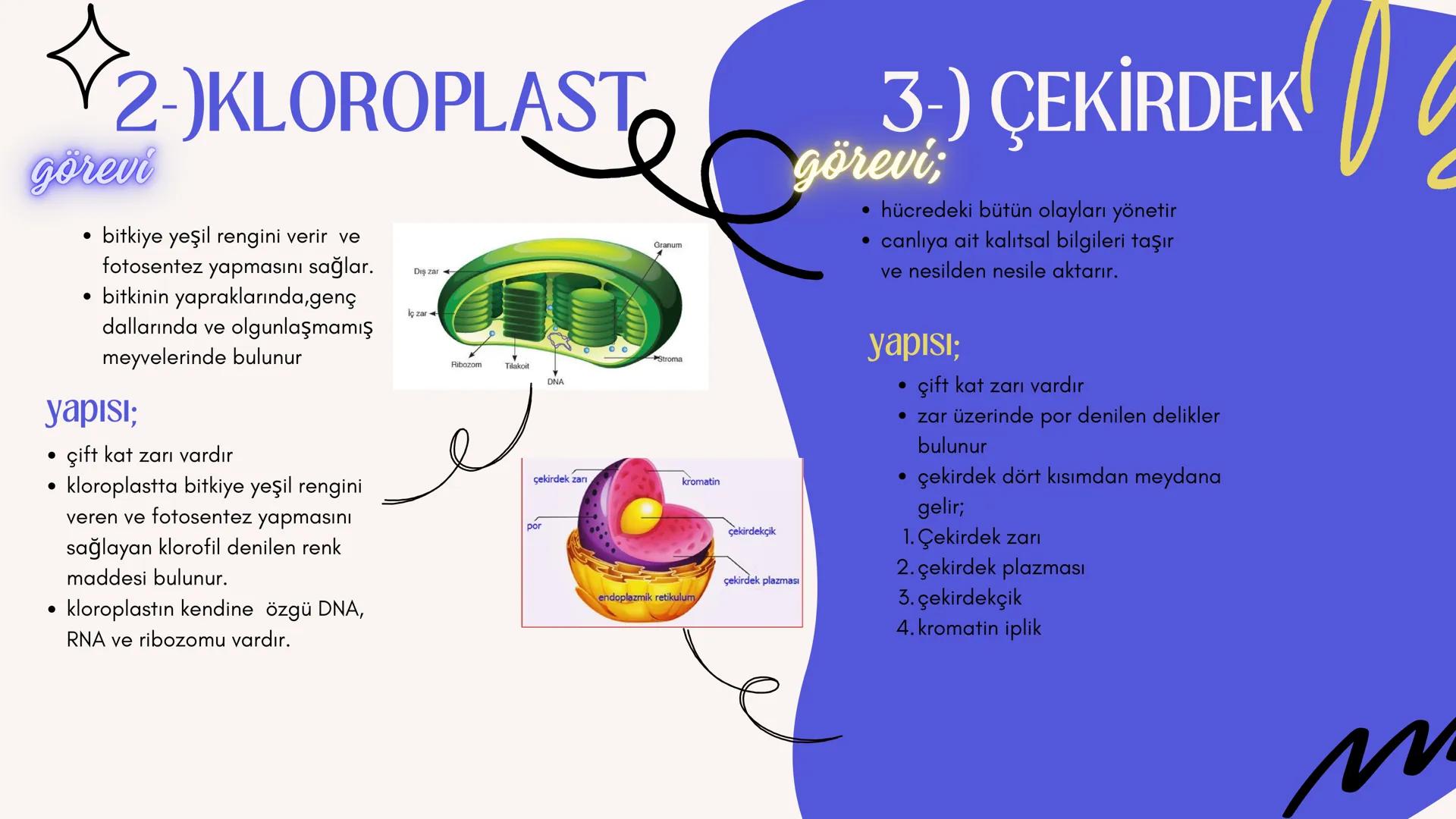 3
biology
Biyoloji
KONU ANLATIMI
(SINAVA HAZIRLIK)
mm 2. ÜNİTE HÜCRE
NOT:
ilk mikroskop 16. yy'da
Zacharias Janssen
tarafından bulunmuştur.
