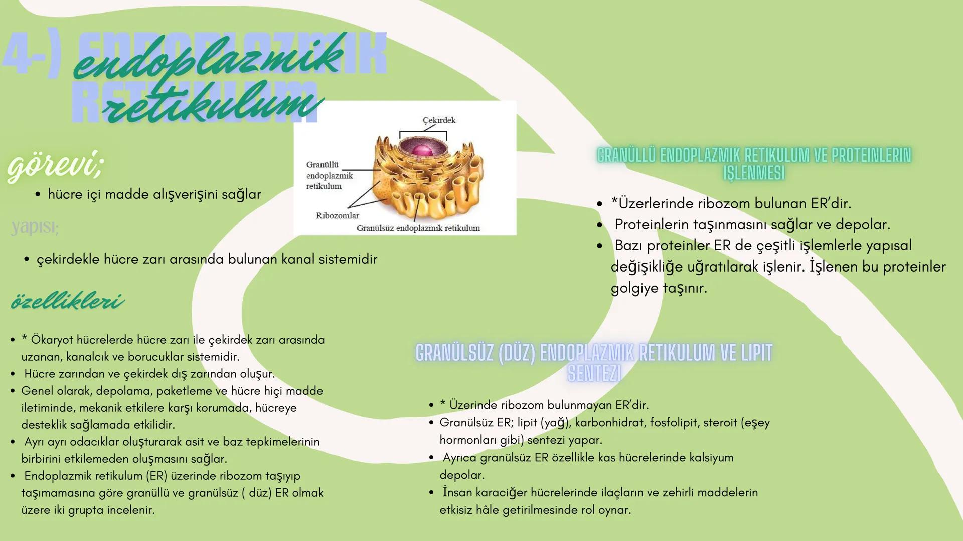 biology

Biyoloji
KONU ANLATIMI

(SINAVA HAZIRLIK) 2. ÜNİTE HÜCRE
,
NOT:
ilk mikroskop 16. yy'da
Zacharias Janssen
tarafından bulunmuştur.

