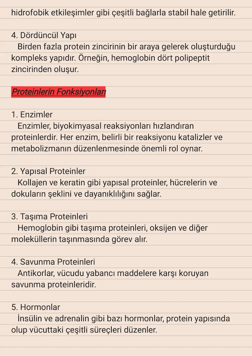 Proteinler
Proteinler, amino asitlerin bir araya gelerek oluşturduğu
büyük ve kompleks moleküllerdir. Canlıların büyüme, onarım,
savunma ve 