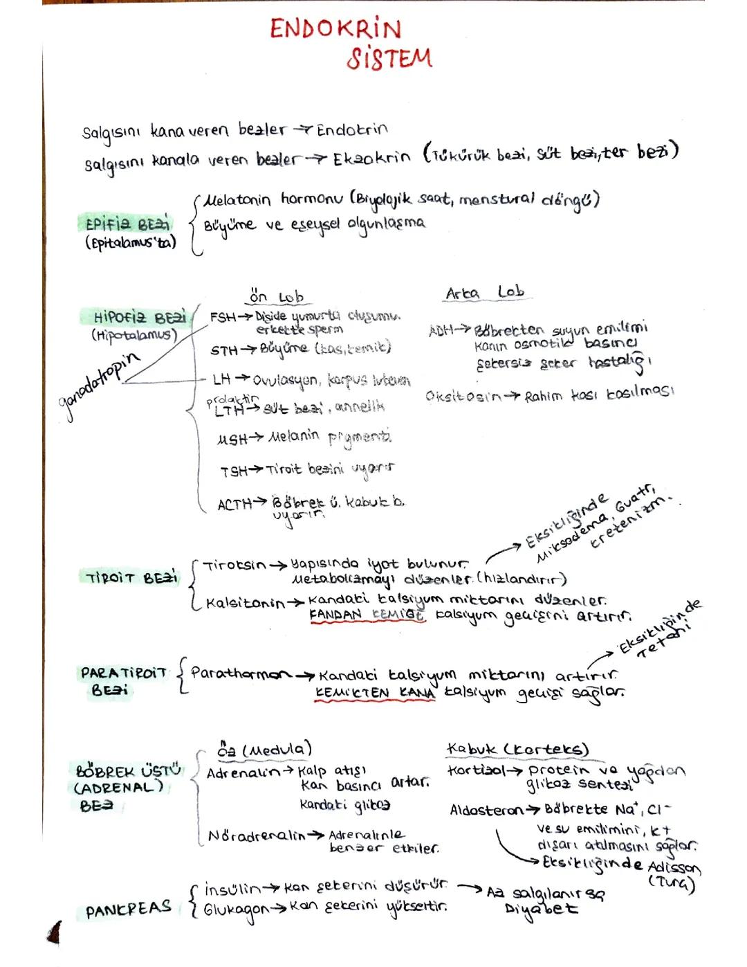 AYT BİYOLOJİ ENDOKRİN SİSTEM