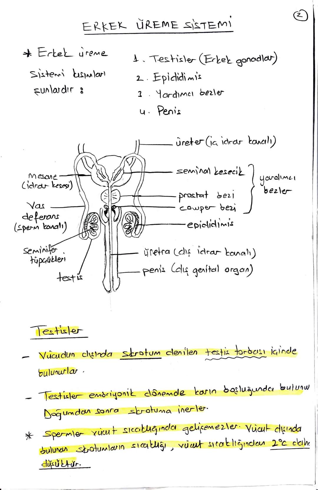 ## ÜREME SİSTEMİ

우

2n

Mayoz

n

•Büyüktür Yumurta
(охим)

•Hareketsizdir.

• Zigot için
esas sitoplazma
kaynağıdır.

♂

2n

Eşey ana hücr