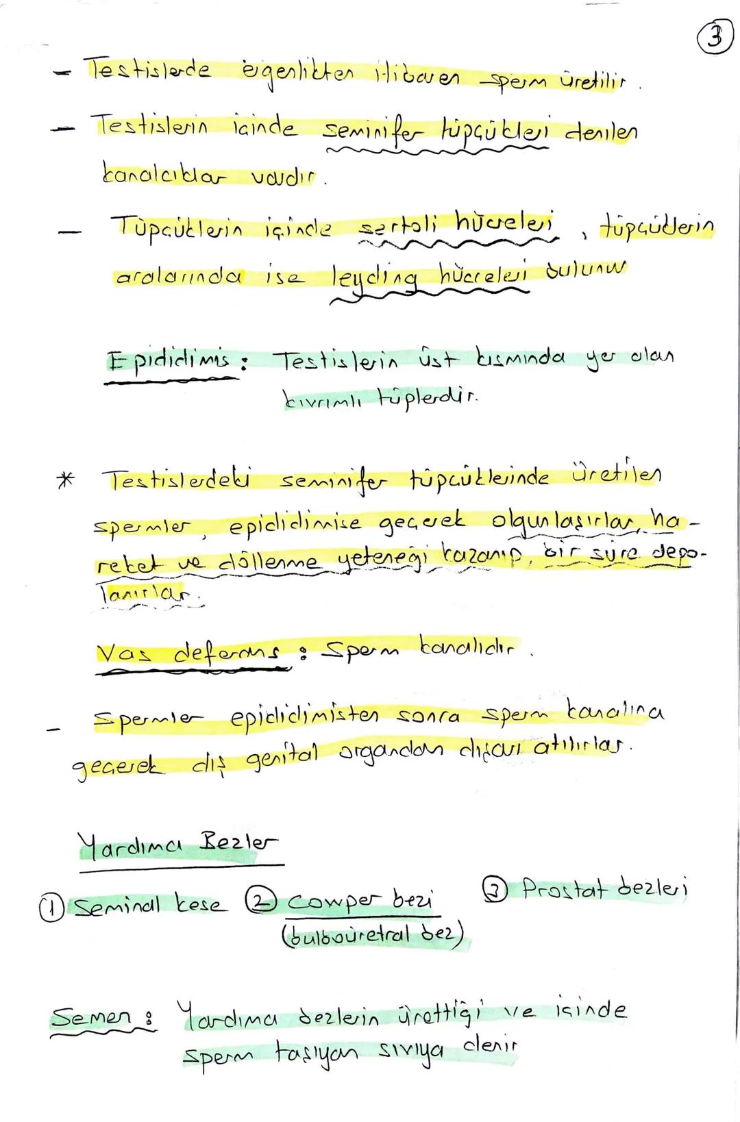 ## ÜREME SİSTEMİ

우

2n

Mayoz

n

•Büyüktür Yumurta
(охим)

•Hareketsizdir.

• Zigot için
esas sitoplazma
kaynağıdır.

♂

2n

Eşey ana hücr