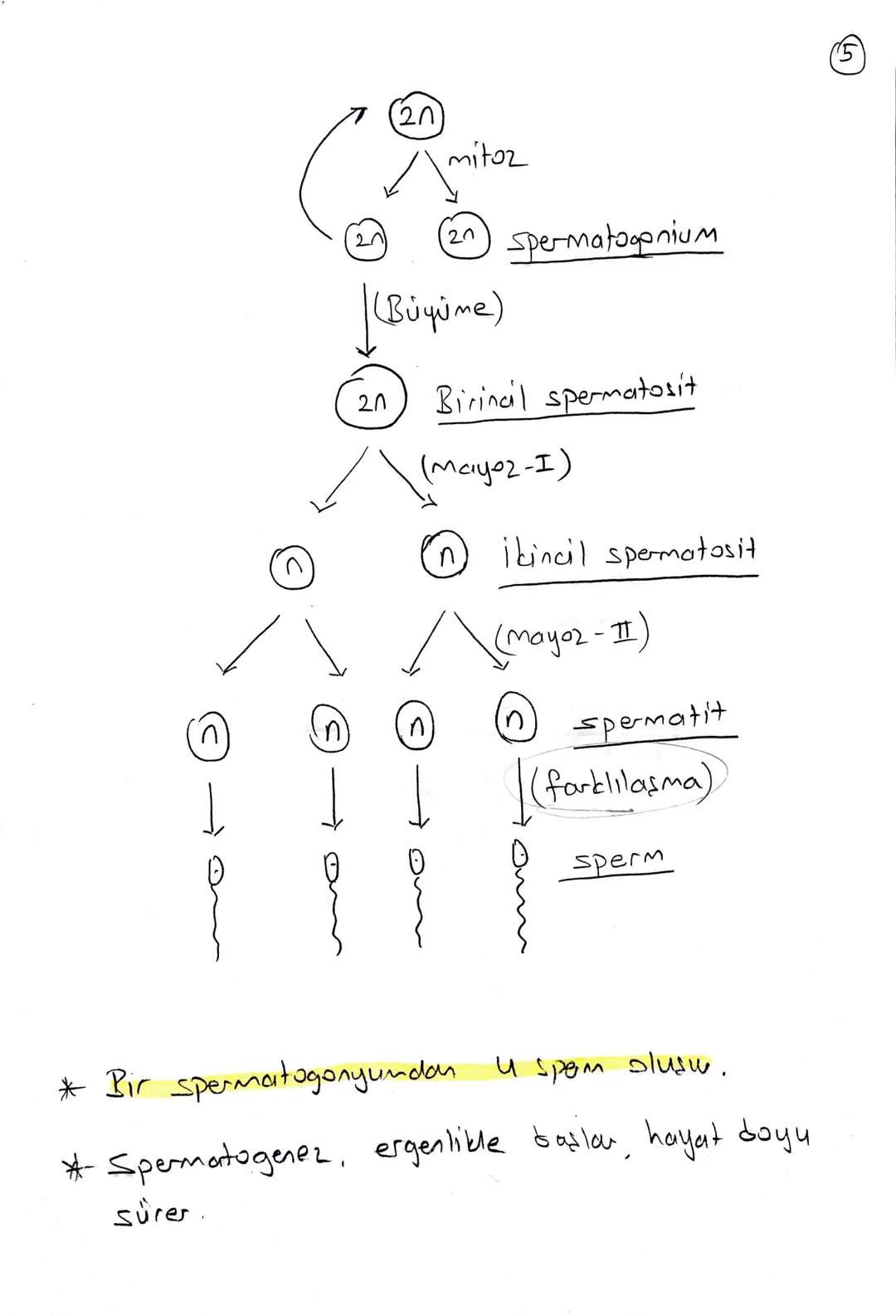 ## ÜREME SİSTEMİ

우

2n

Mayoz

n

•Büyüktür Yumurta
(охим)

•Hareketsizdir.

• Zigot için
esas sitoplazma
kaynağıdır.

♂

2n

Eşey ana hücr