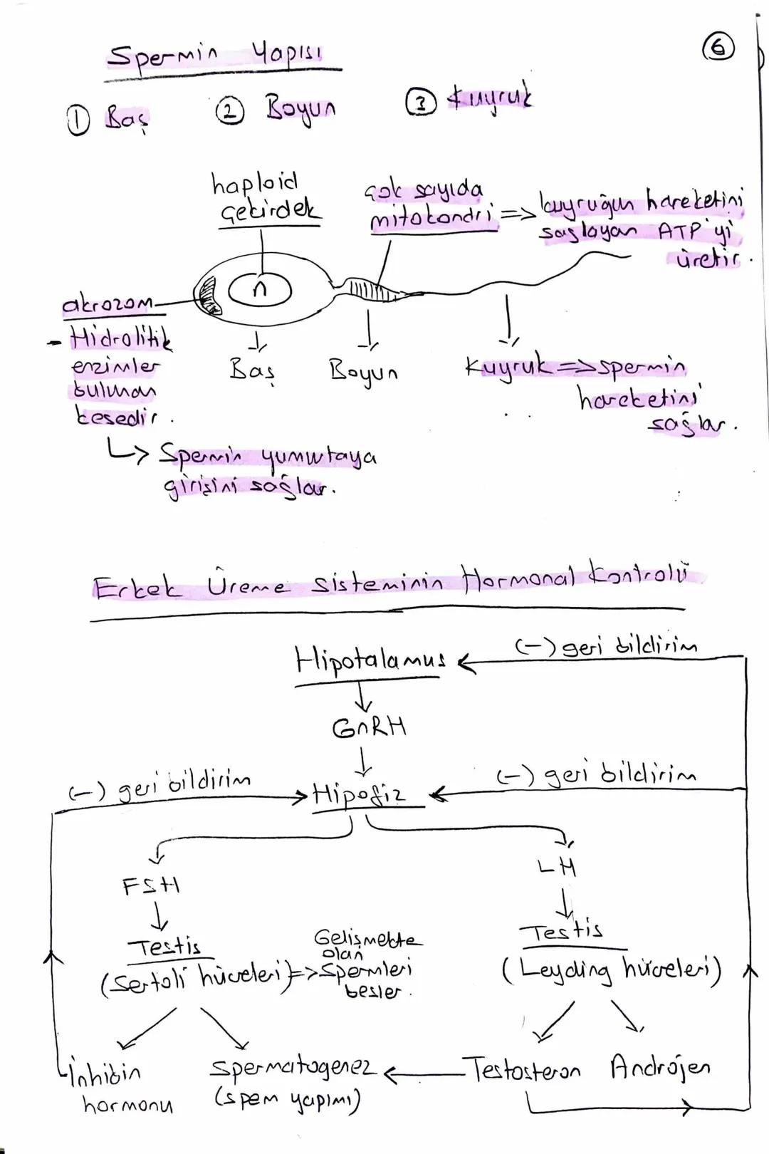 ## ÜREME SİSTEMİ

우

2n

Mayoz

n

•Büyüktür Yumurta
(охим)

•Hareketsizdir.

• Zigot için
esas sitoplazma
kaynağıdır.

♂

2n

Eşey ana hücr