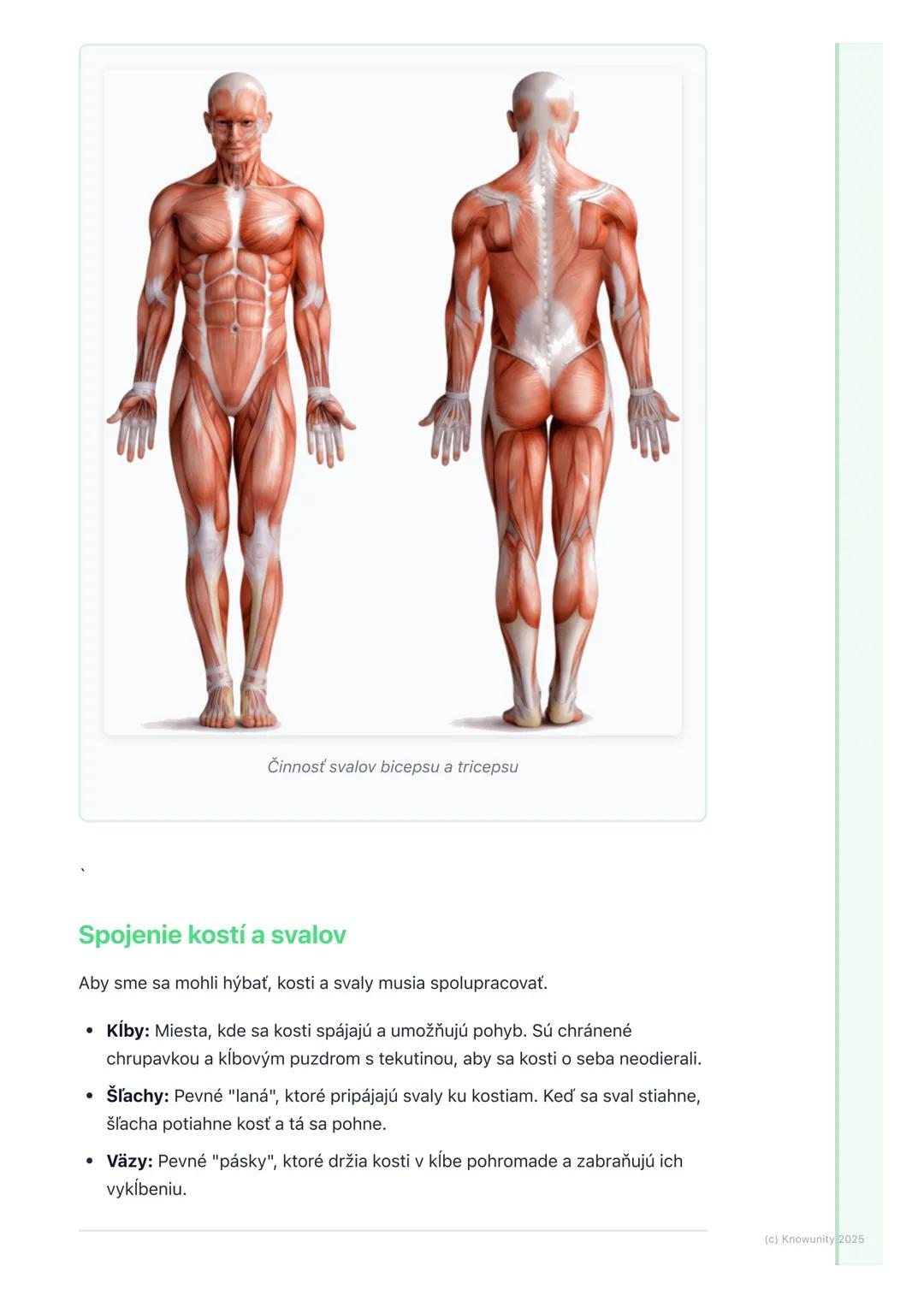 # Pohybová sústava (kosti a
svaly)

1. Prehľad pohybovej sústavy

Pohybová sústava je super dôležitá časť nášho tela, ktorá nám pomáha hýbať