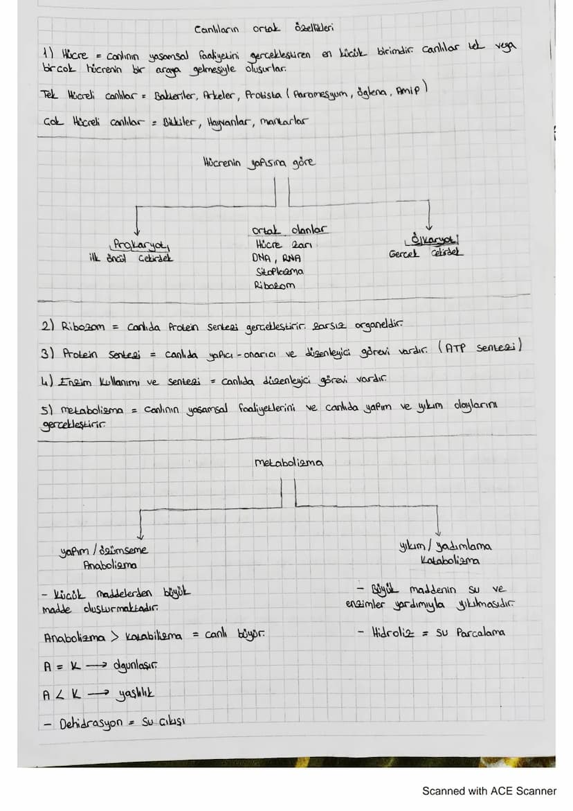 Canlıların
ortak özellikleri
1) Hücre =
canlının yaşamsal faaliyetini gerçekleştiren en küçük birimdir. canlılar tek
birçok hücrenin bir ara