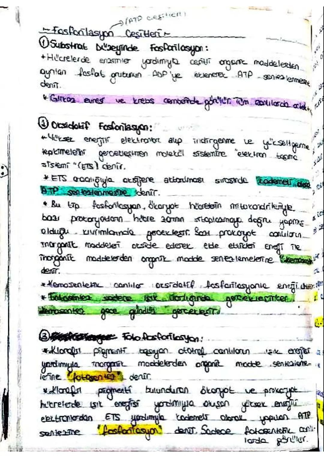 SDF JOKS F=S) FF
9) Mor tükürt bottenleri gibi fotosentetic bok teiler, siyona
ve alg gibi protisties
baktefiles, óglend
(tom porazit bittil