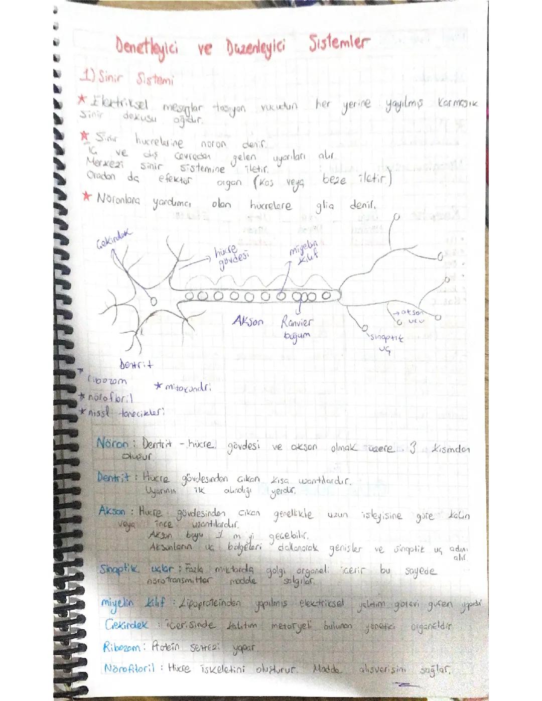 Denetleyici ve düzenleyici sistemler 