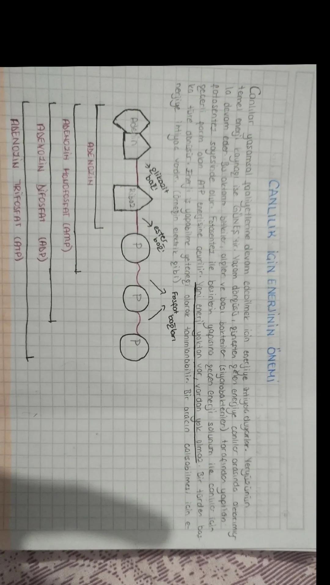 10. Sınıf Biyoloji