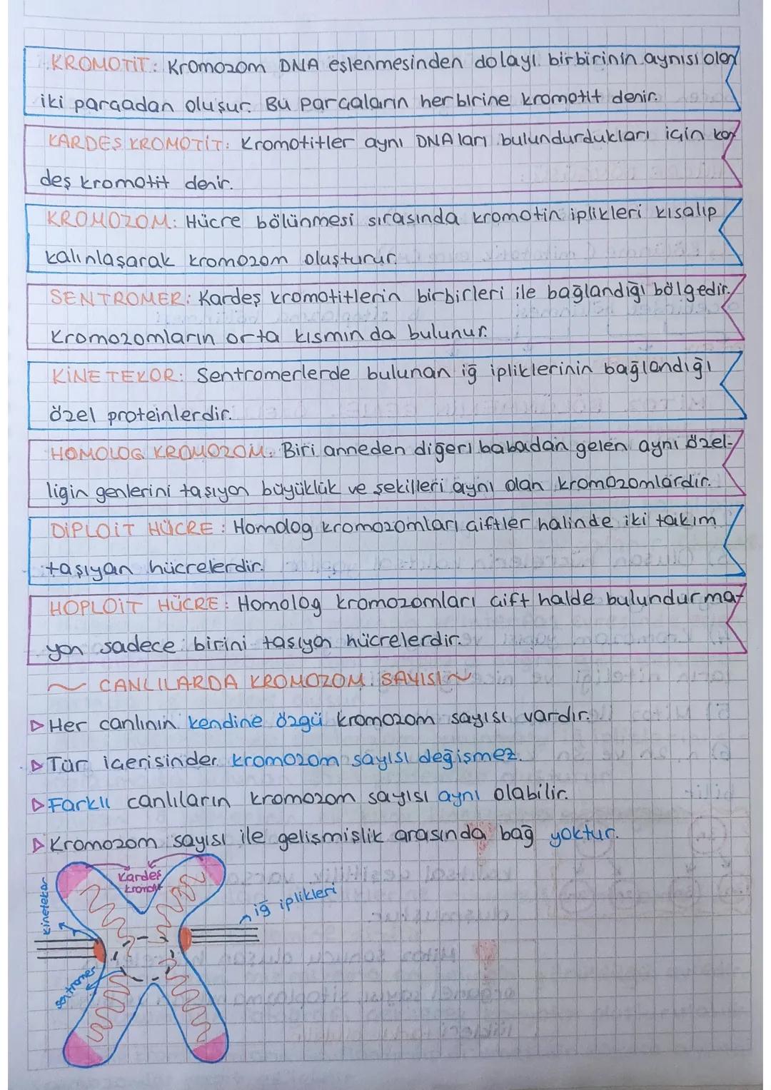 Hücre Bolinmeleri
Bölünme Nedir? Canlı hücrelerin nesillerini devam ettirebilmek
için kendilerine benzer yeni hücreler meydana getirmesine d