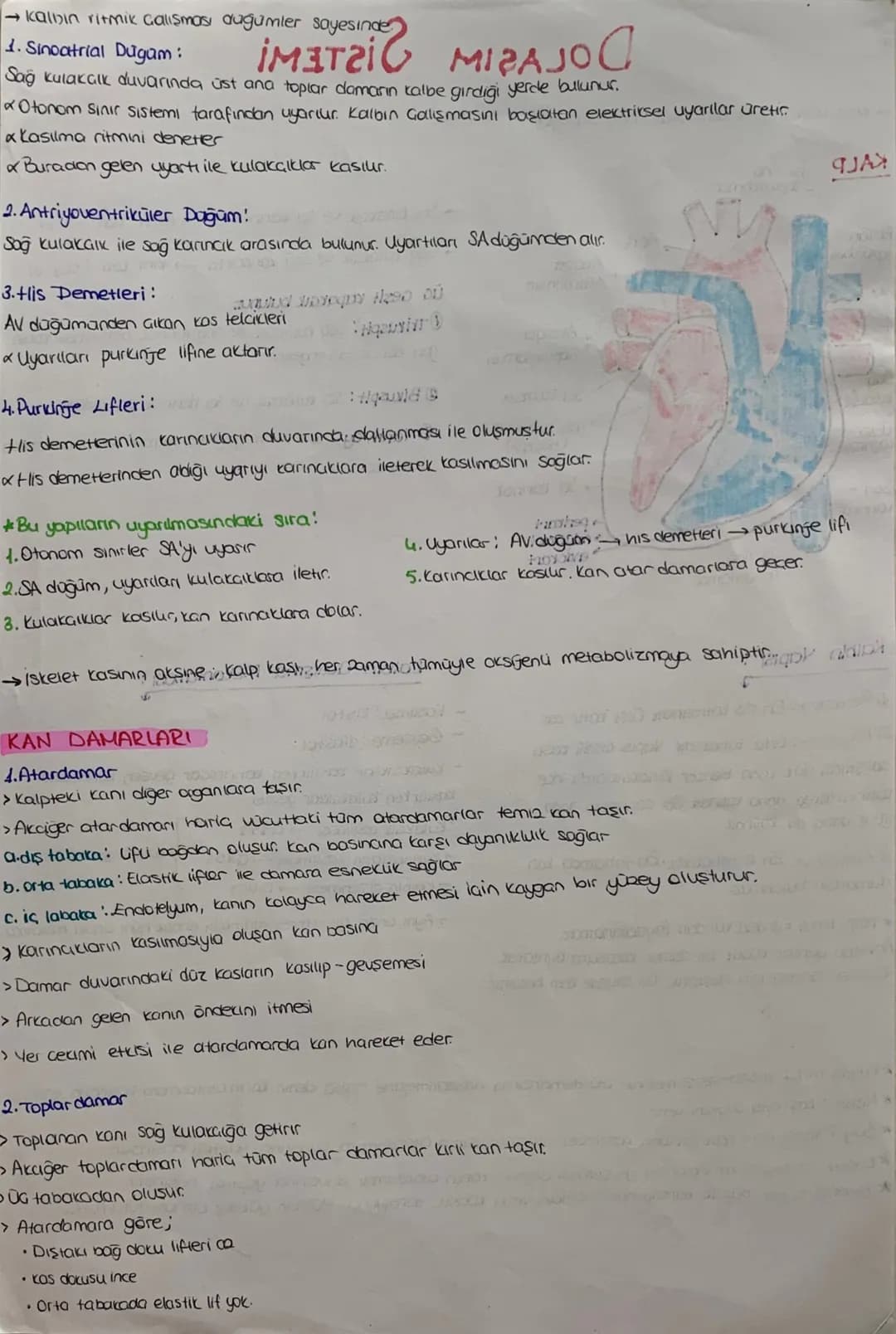 DOLAŞIM SİSTEMİ
*mopt job12.1.
Kalp, damarlar ve kan dokusundan oluşuyor
KALP Jst Ana
Toplardamor
Atciger
toplardam
Aort
Akciójer
Atardamar
